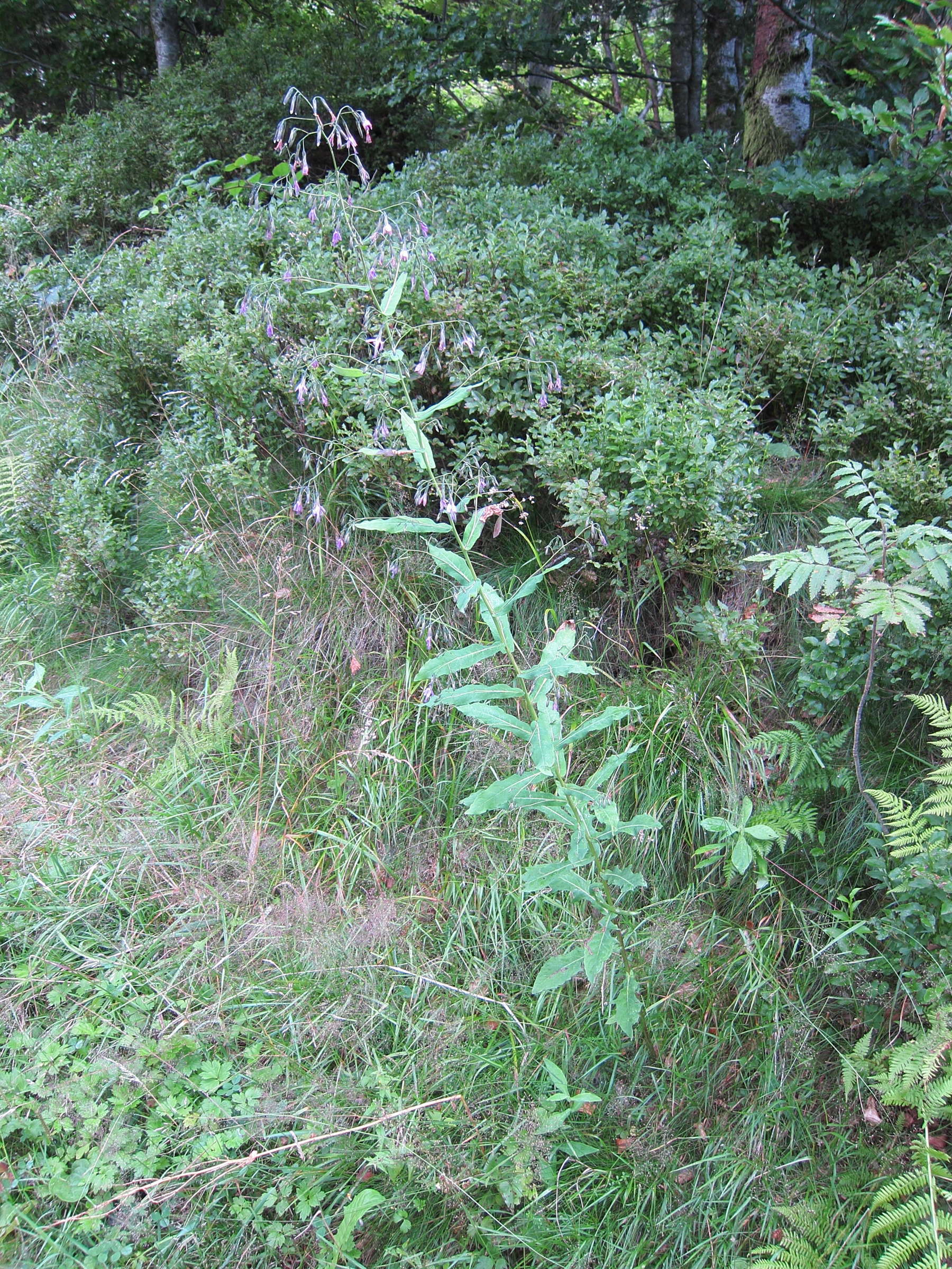 Afficher le média prenanthes_purpurea2bd prenanthes_purpurea2bd