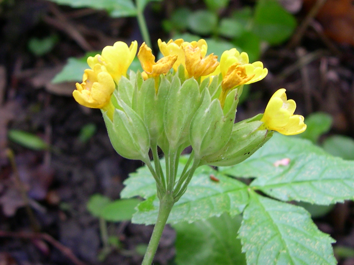 Afficher le média Primula_veris Primula_veris