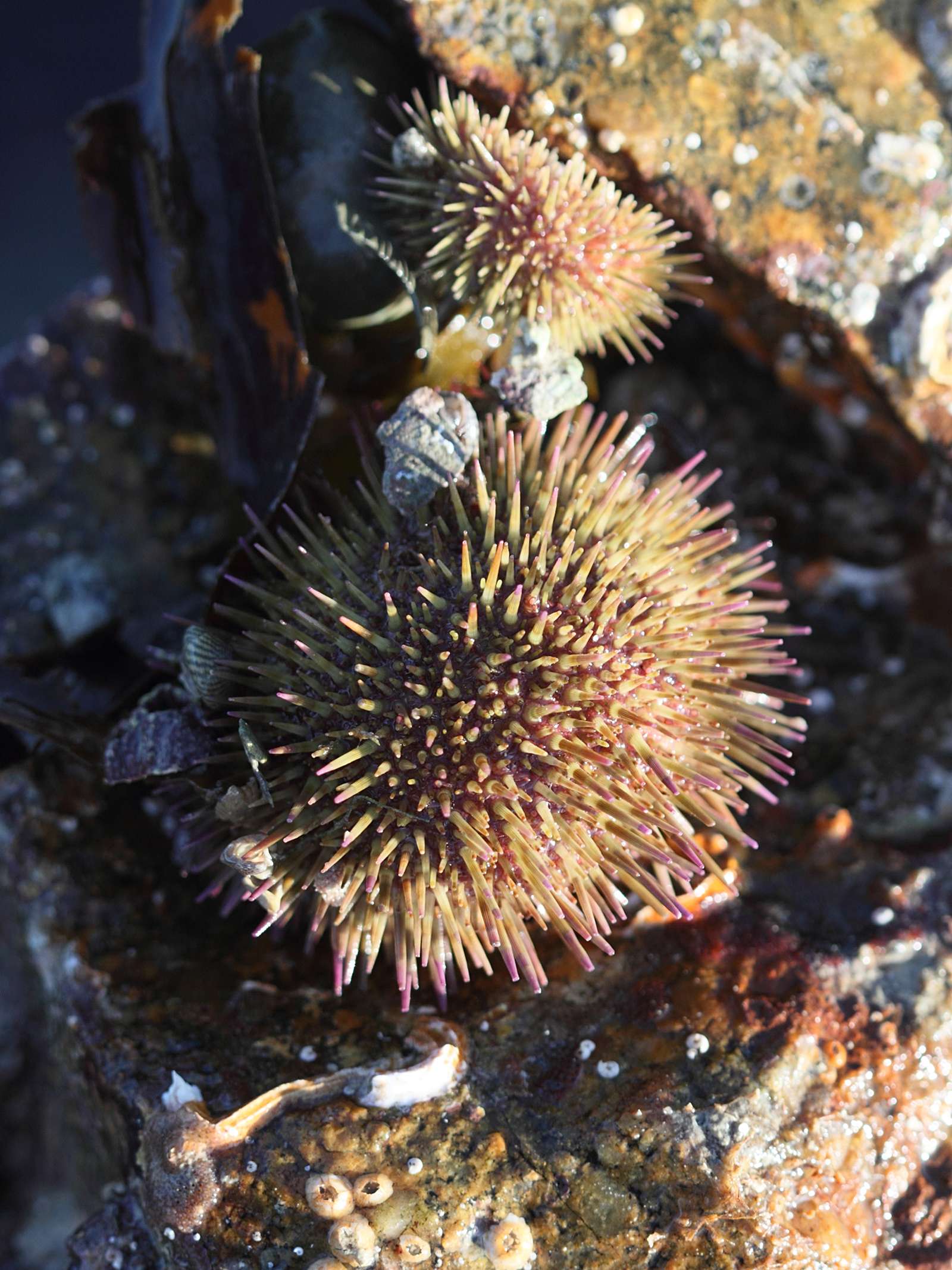 Afficher le média psammechinus_miliaris4bd psammechinus_miliaris4bd