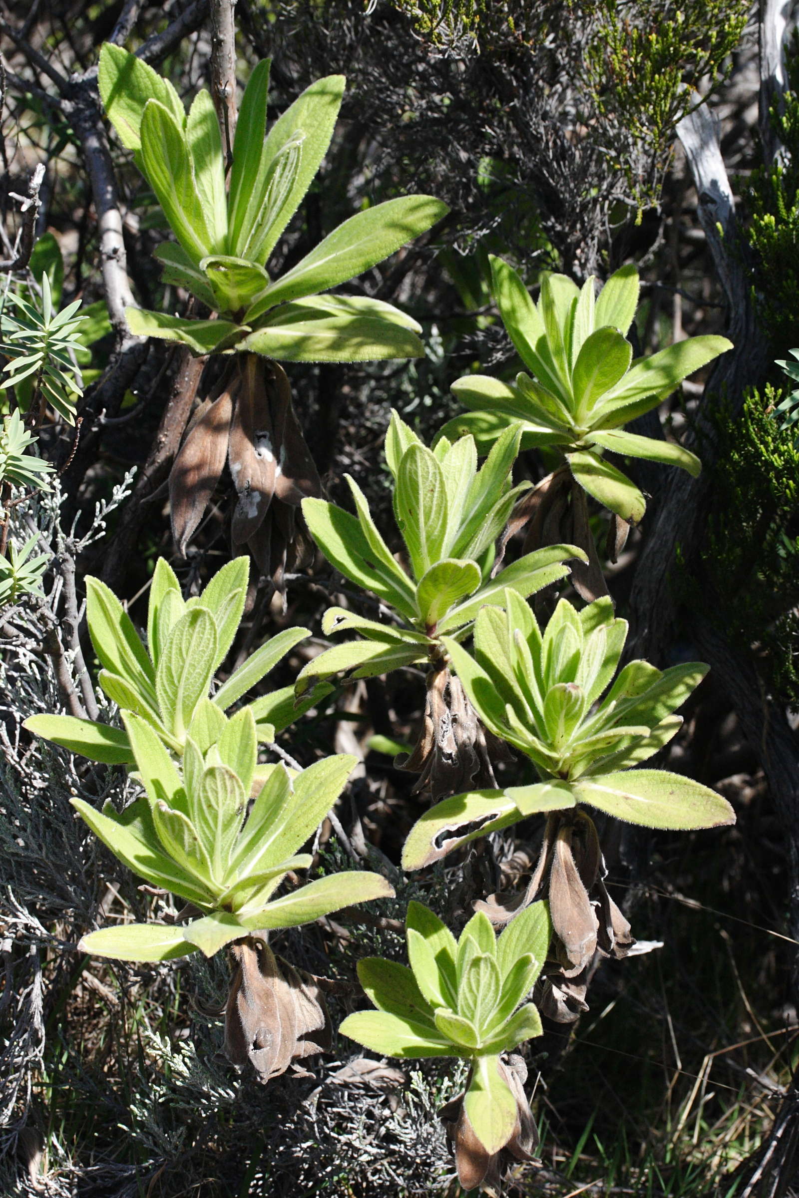 psiadia_anchusifolia2md