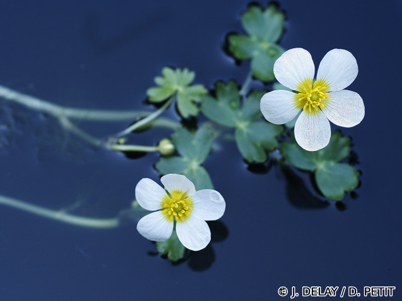 ranunculus_baudotii5dp