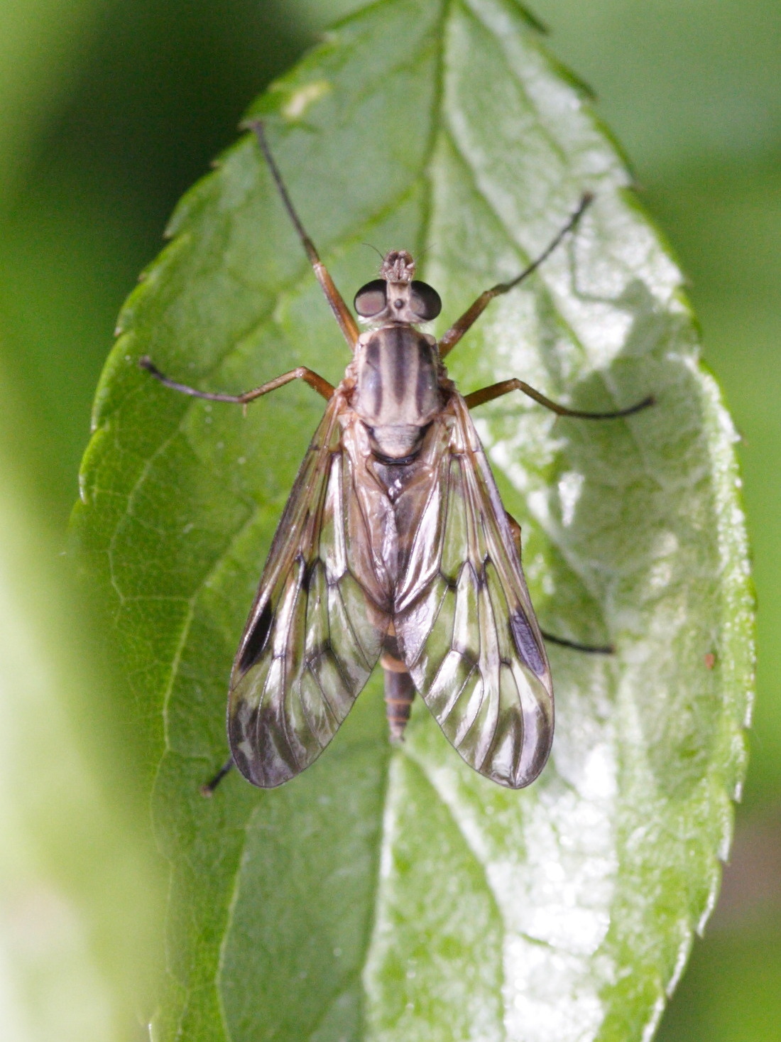 rhagio_scolopaceus4md