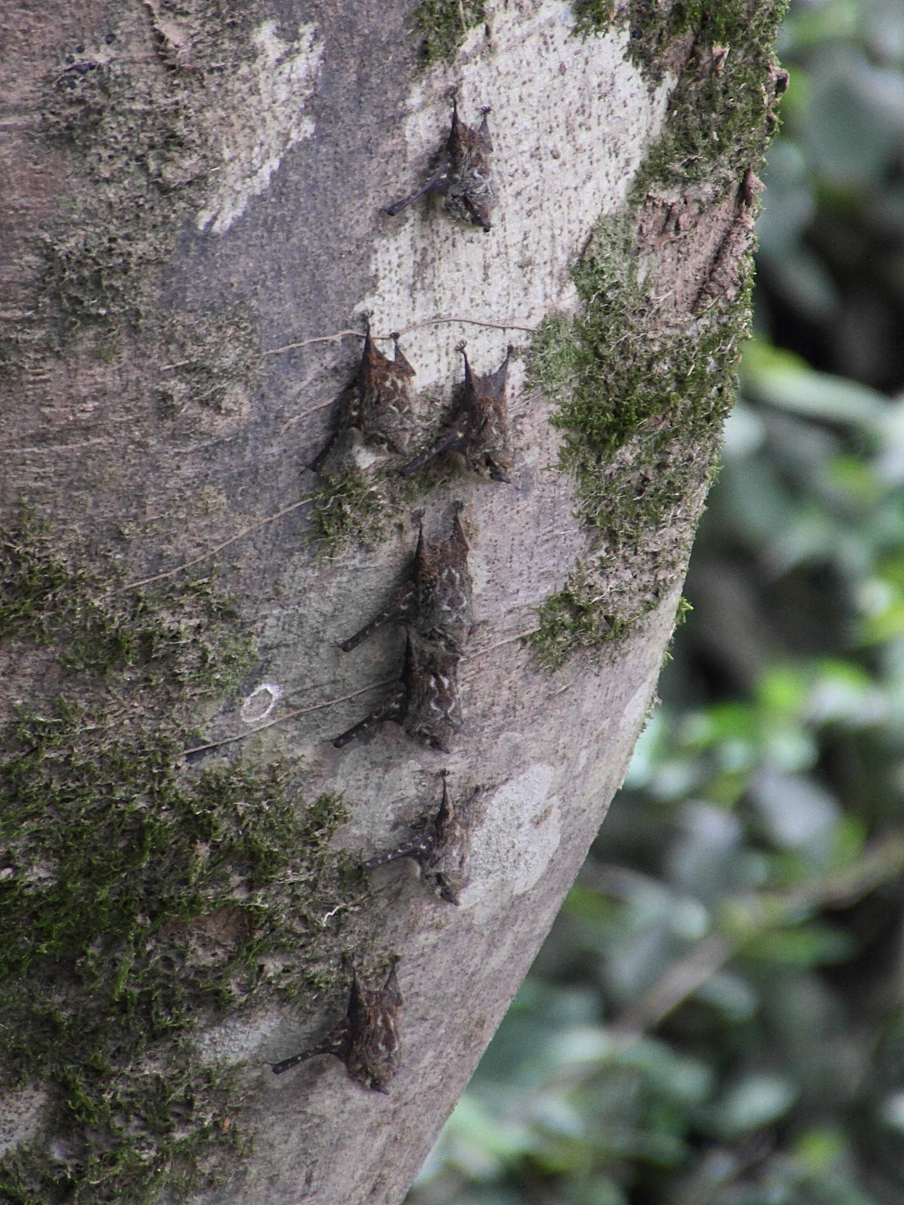 rhynchonycteris_naso3md