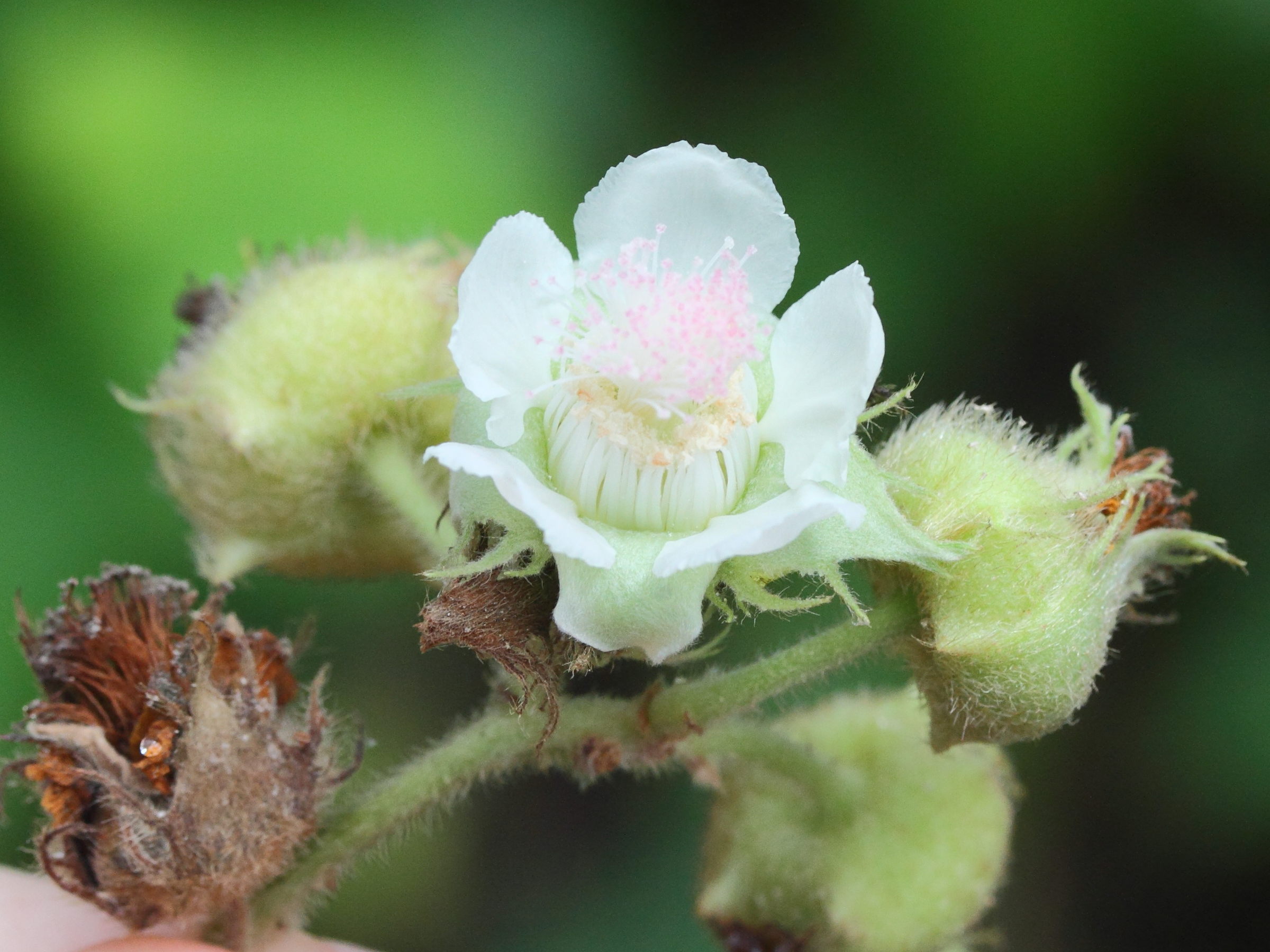 rubus_alceifolius7md