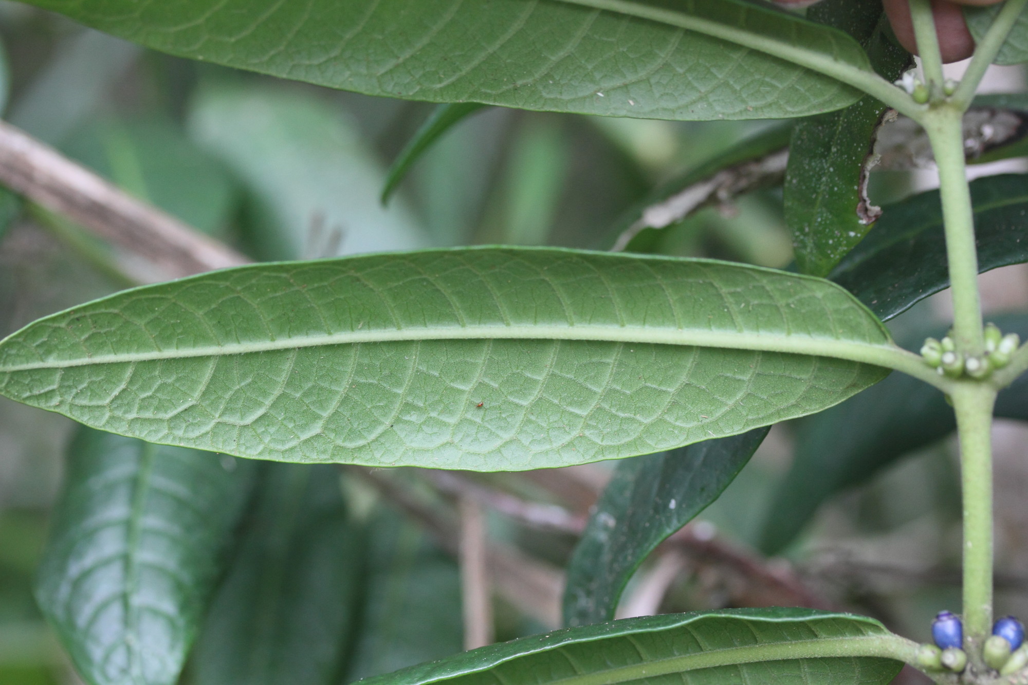 Afficher le média saldinia_boiviniana4md saldinia_boiviniana4md