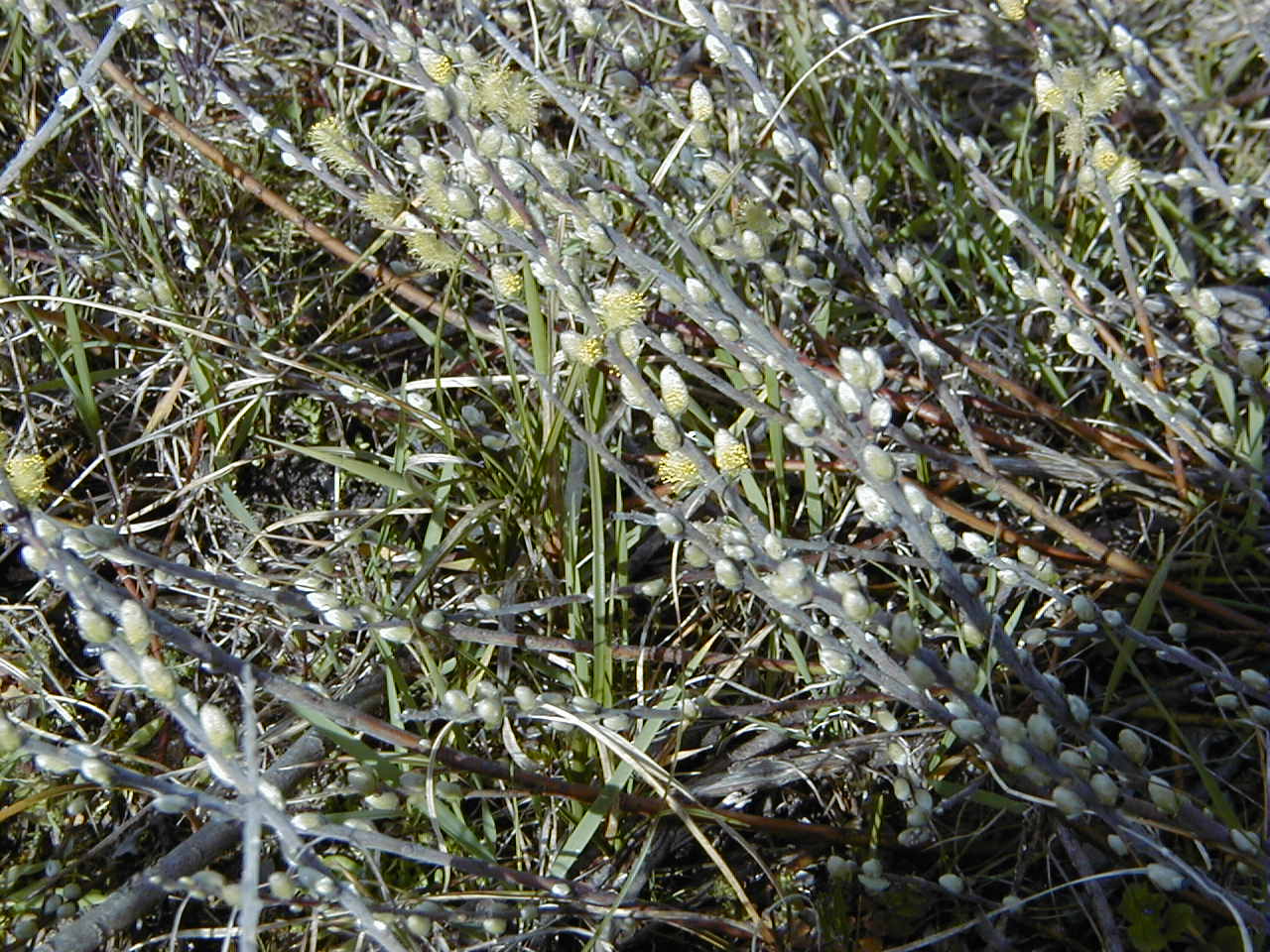 Afficher le média salix_arenaria2md salix_arenaria2md