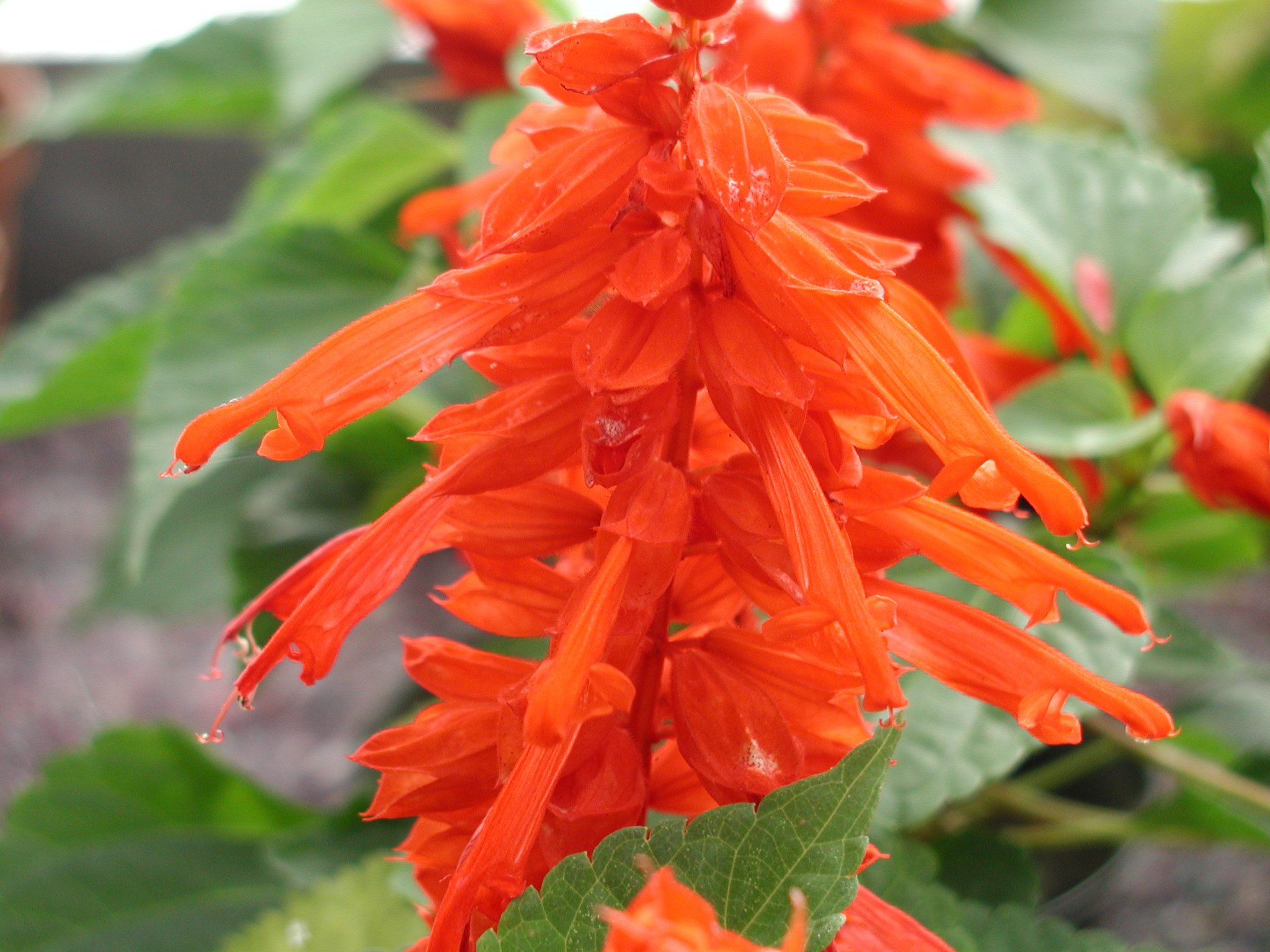 salvia_splendens2md