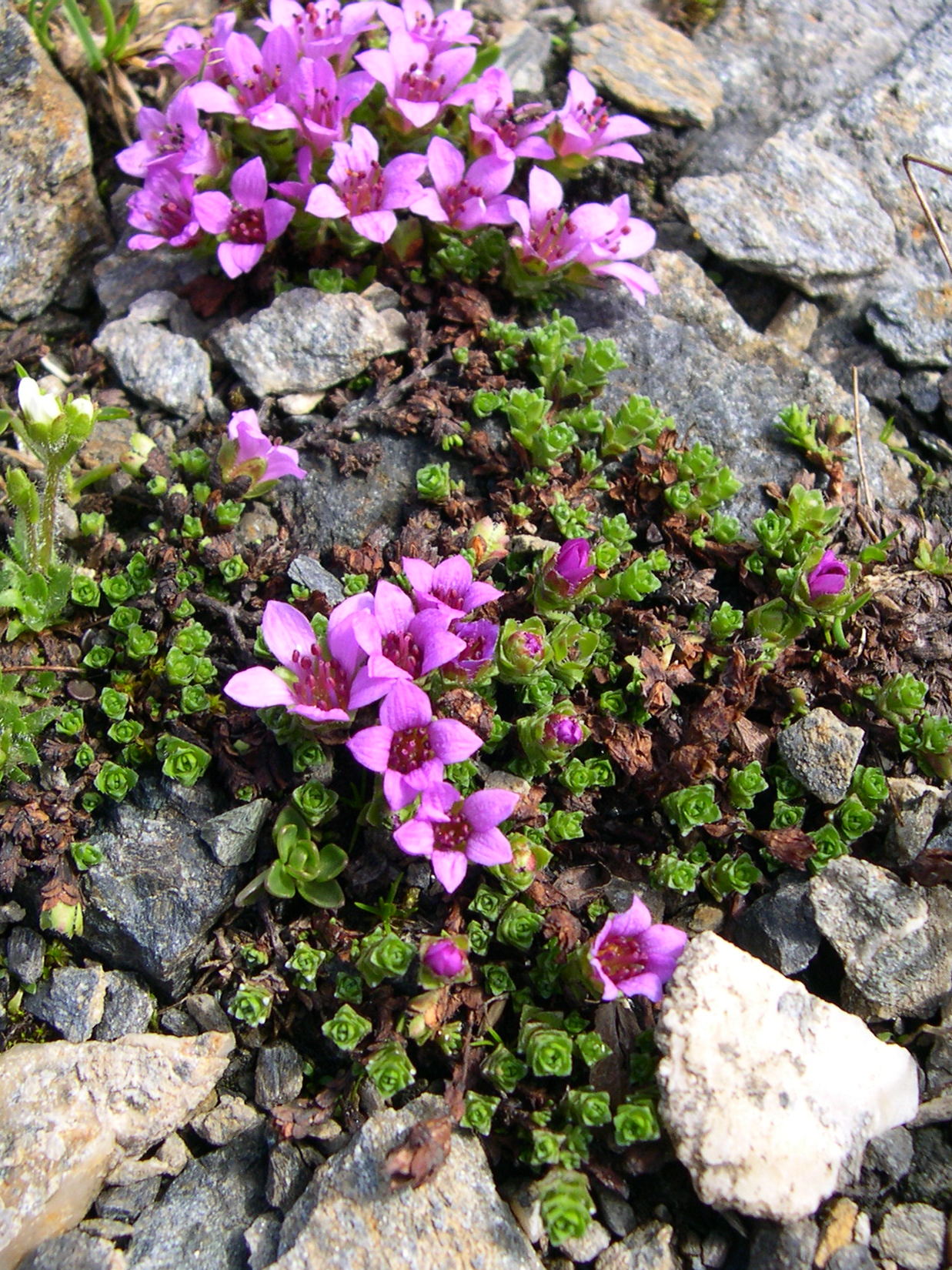 saxifraga_oppositifolia2md