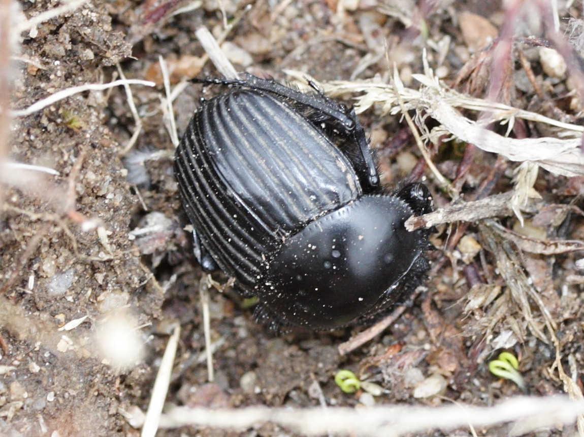 scarabaeus_laticollis5md