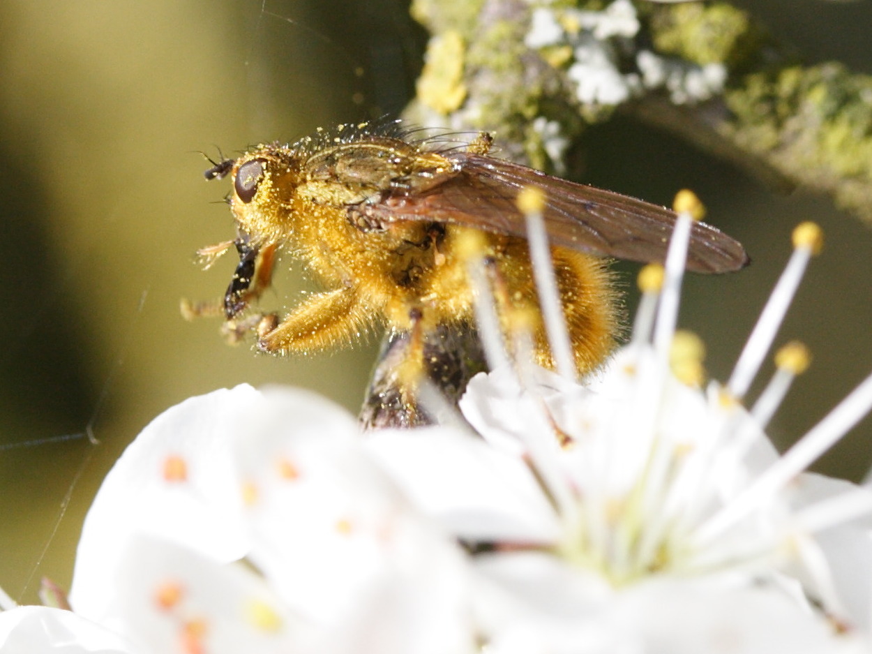 scatophaga_stercoraria8bd