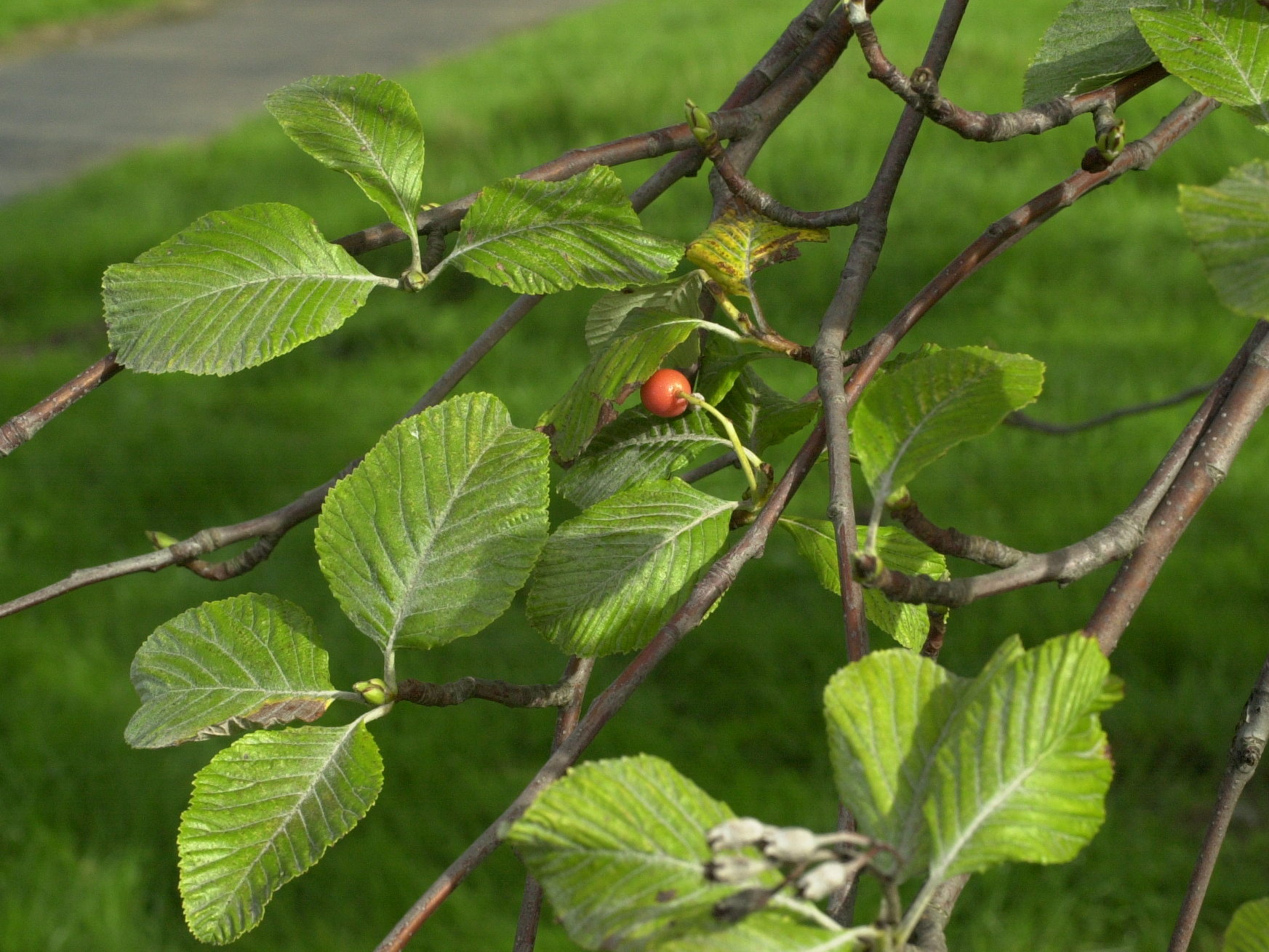 Sorbus_aria