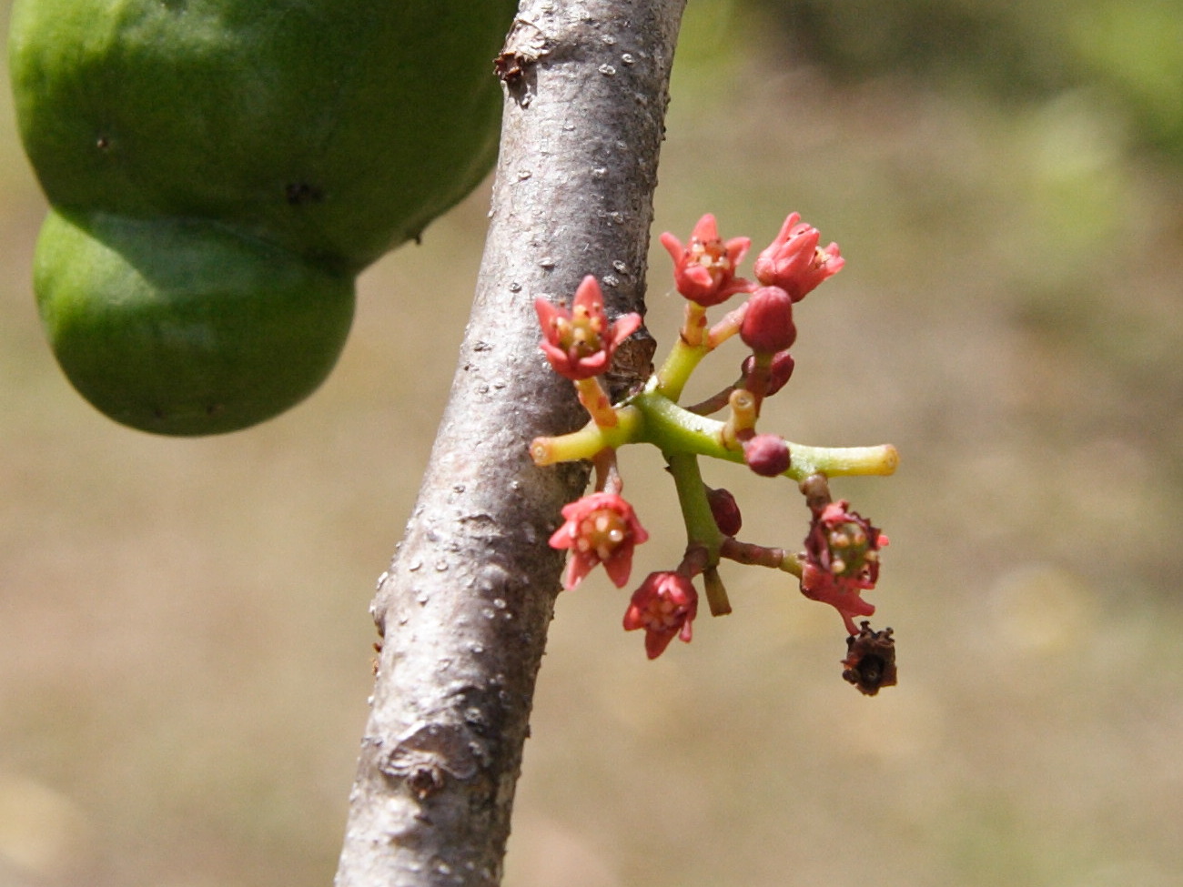 spondias_purpurea3md