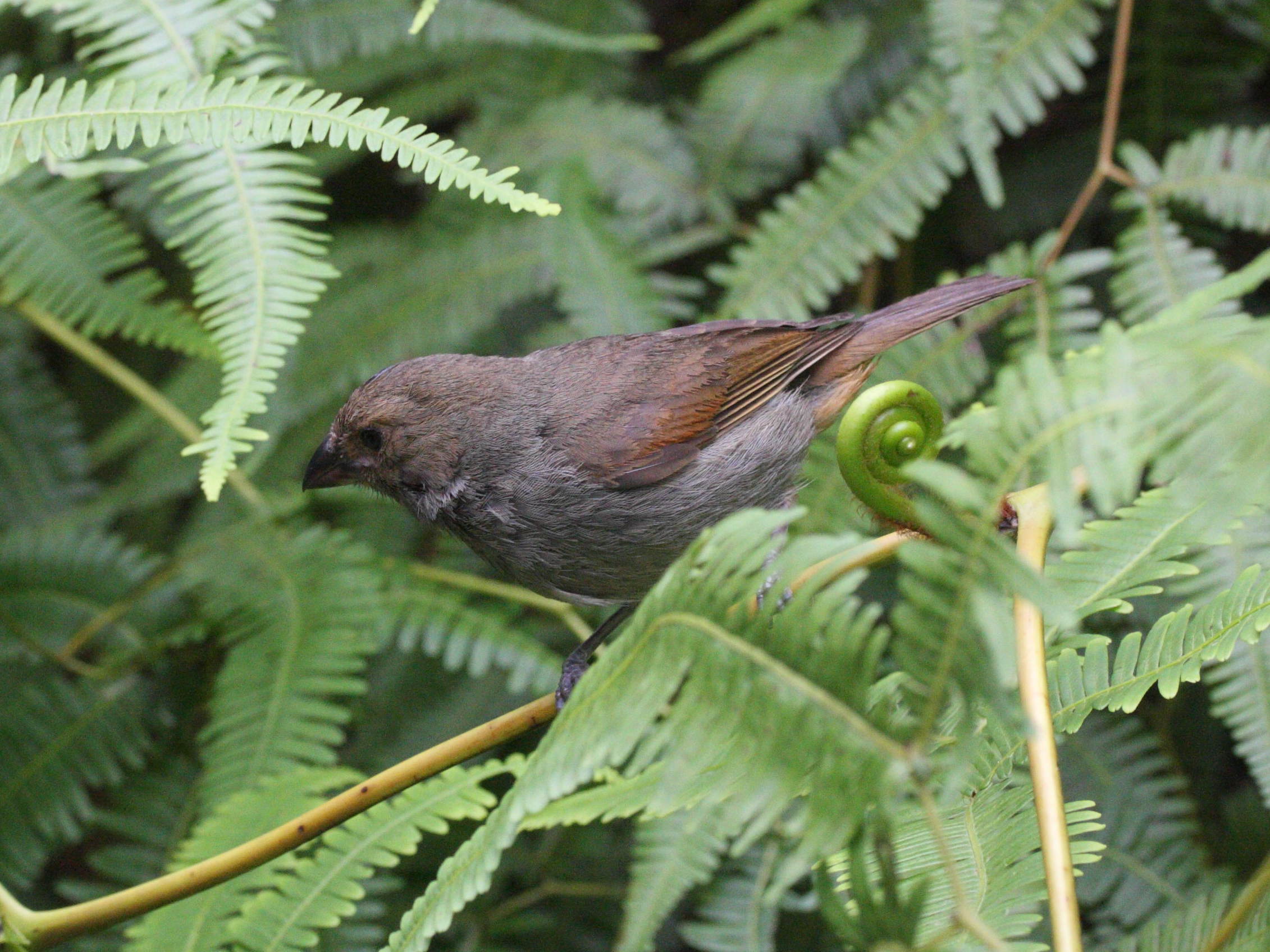 sporophile_rougegorge_-_loxigilla_noctis5md