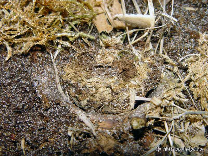 stasimopus_robertsi4ml