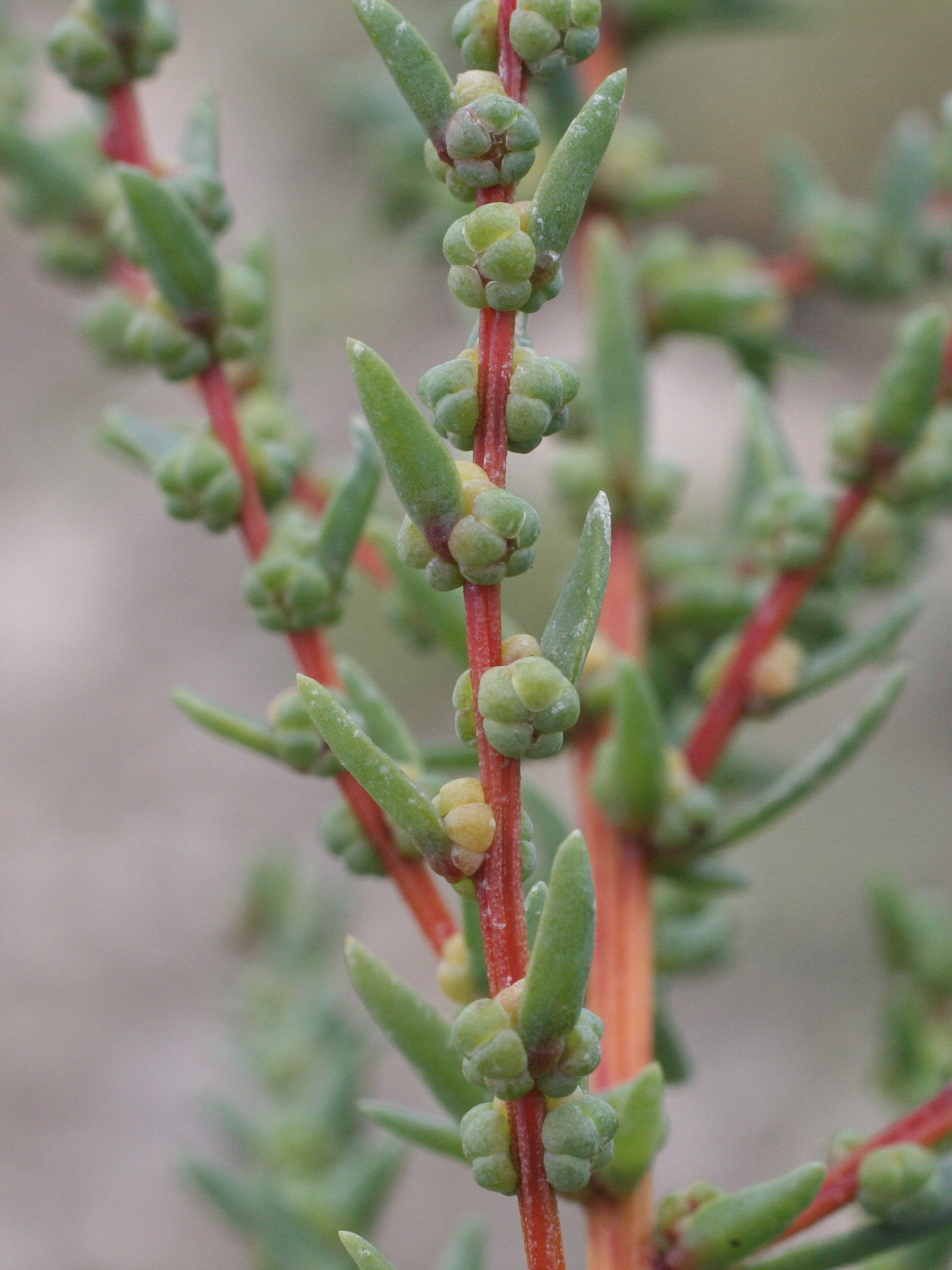 Afficher le média suaeda_maritima6md suaeda_maritima6md