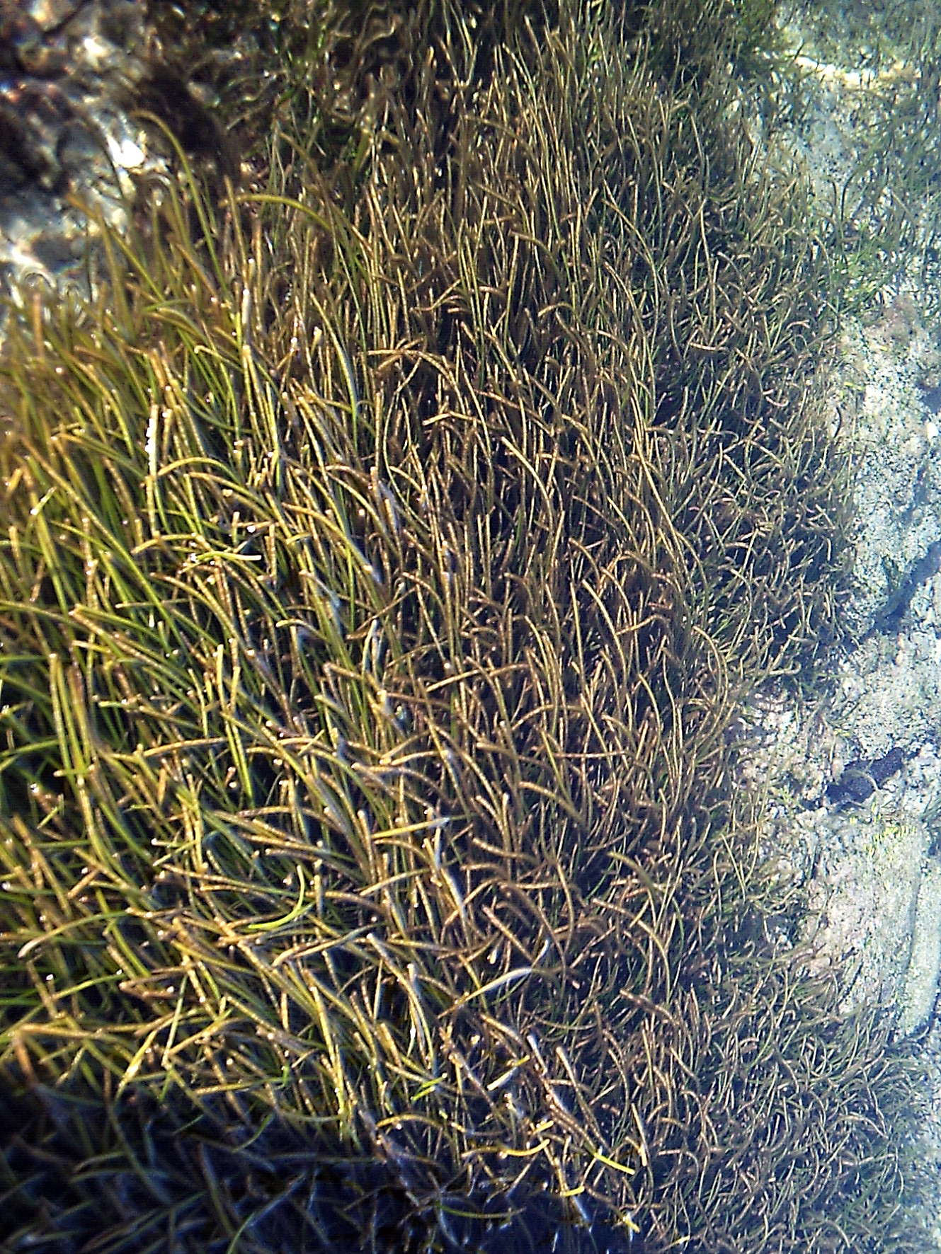 syringodium_isoetifolium1md