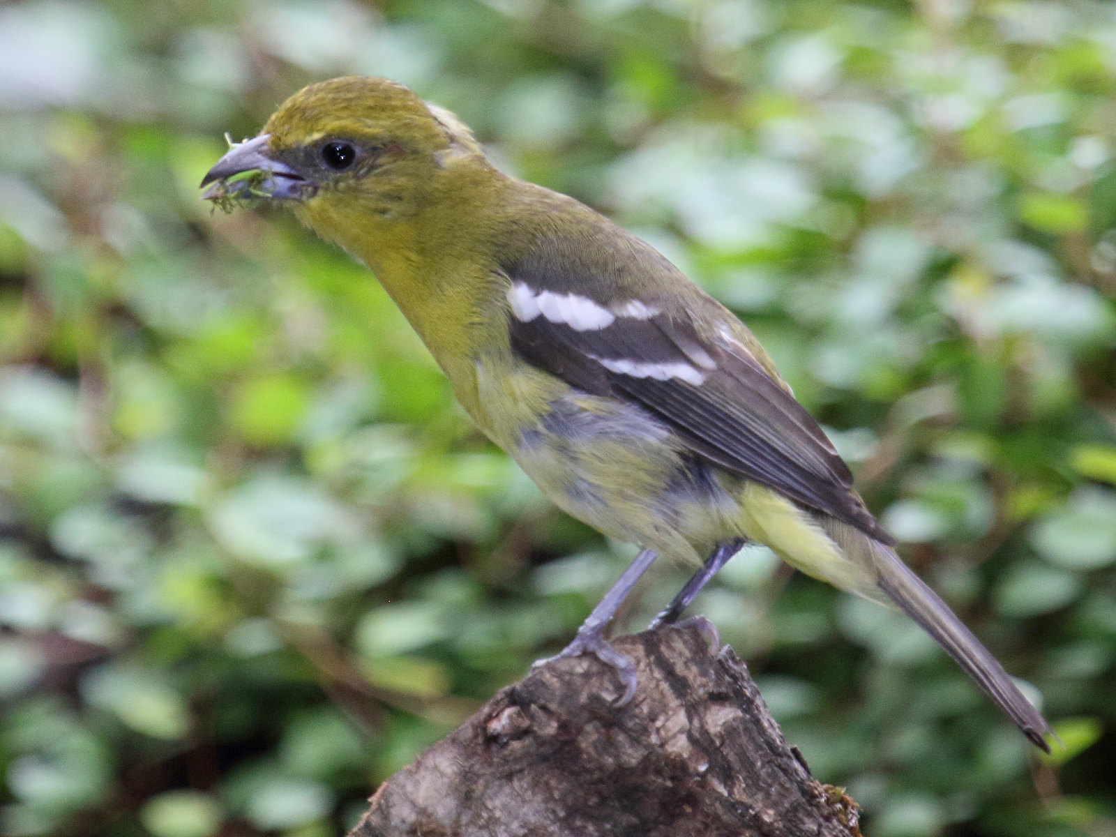 tangara_bifascie_-_piranga_leucopterabd