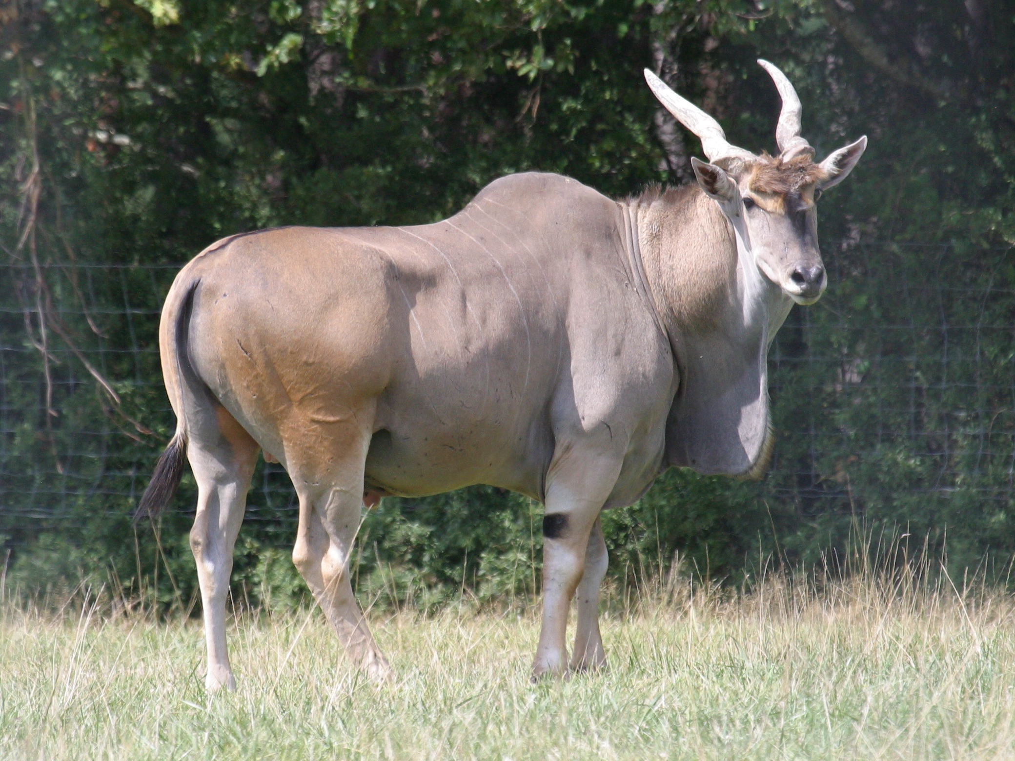 taurotragus_oryx3abd