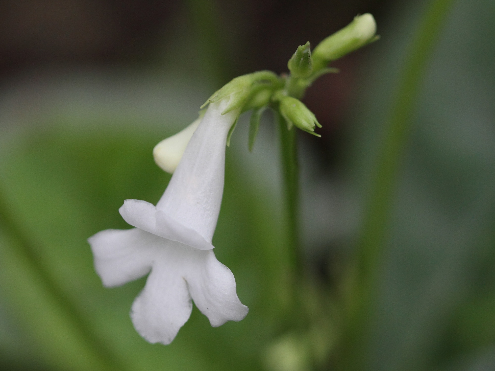 Afficher le média tetranema_mexicanum_alba2bd tetranema_mexicanum_alba2bd