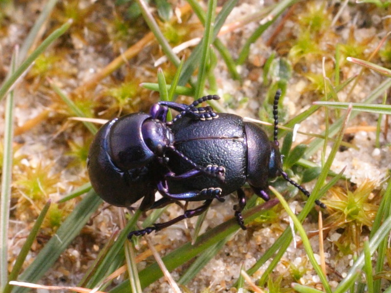 Afficher le média timarcha_goettingensis5md timarcha_goettingensis5md