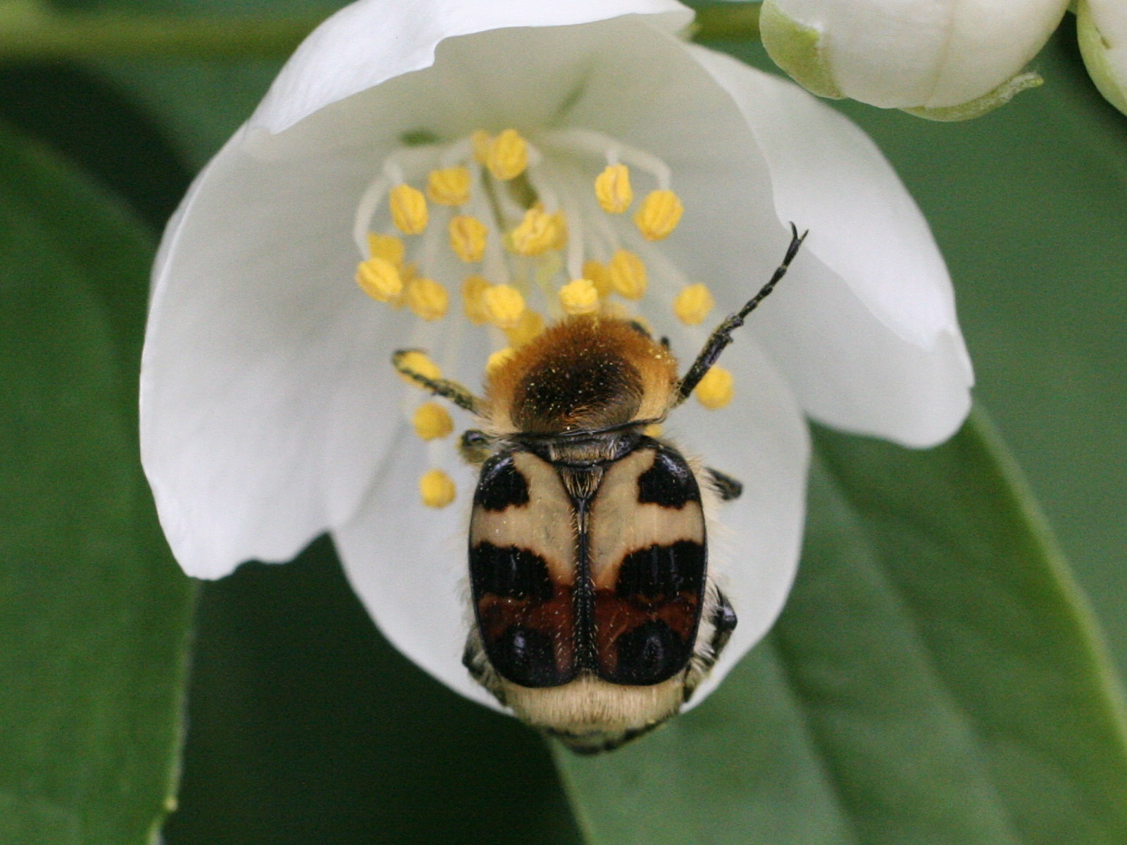 Afficher le média trichius_rosaceus4md trichius_rosaceus4md