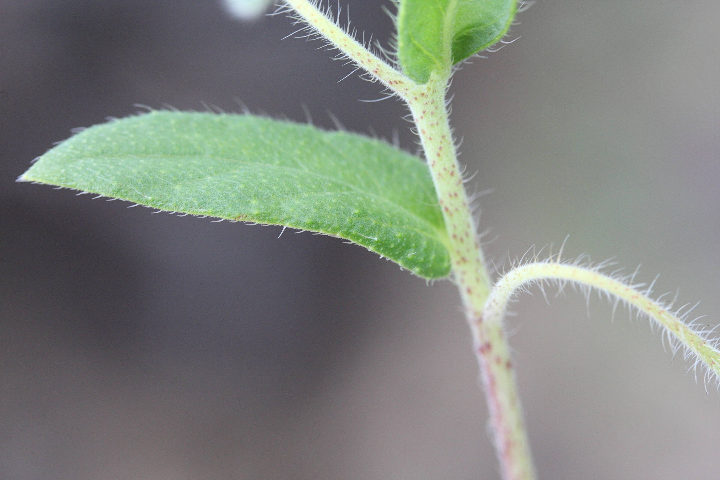 trichodesma_zeylanicum6md