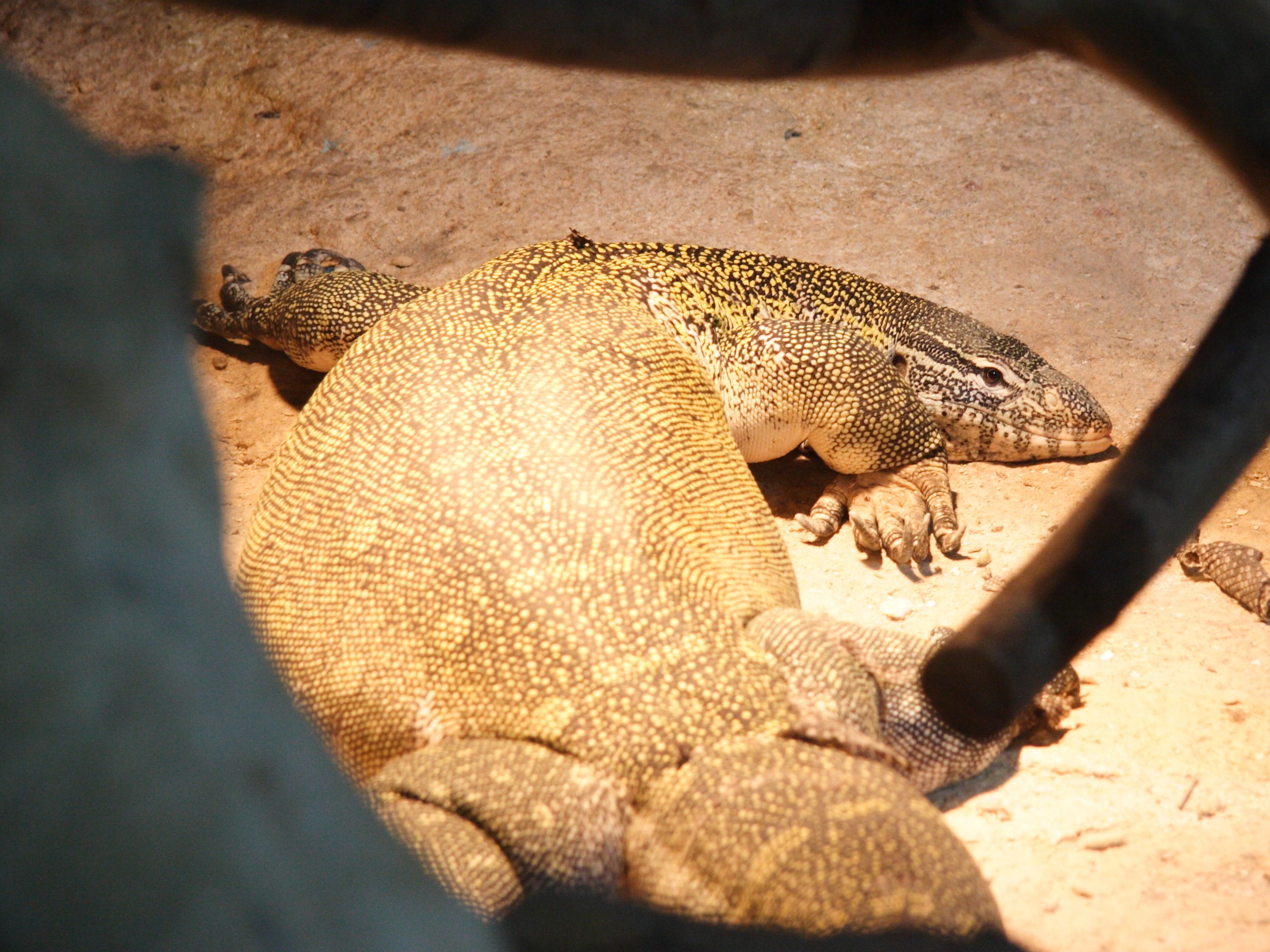 varanus_niloticus2md