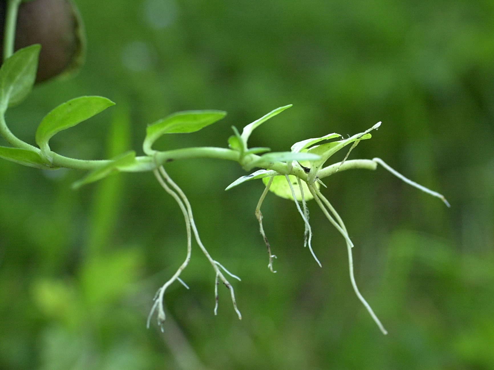 veronica_serpyllifolia6amd