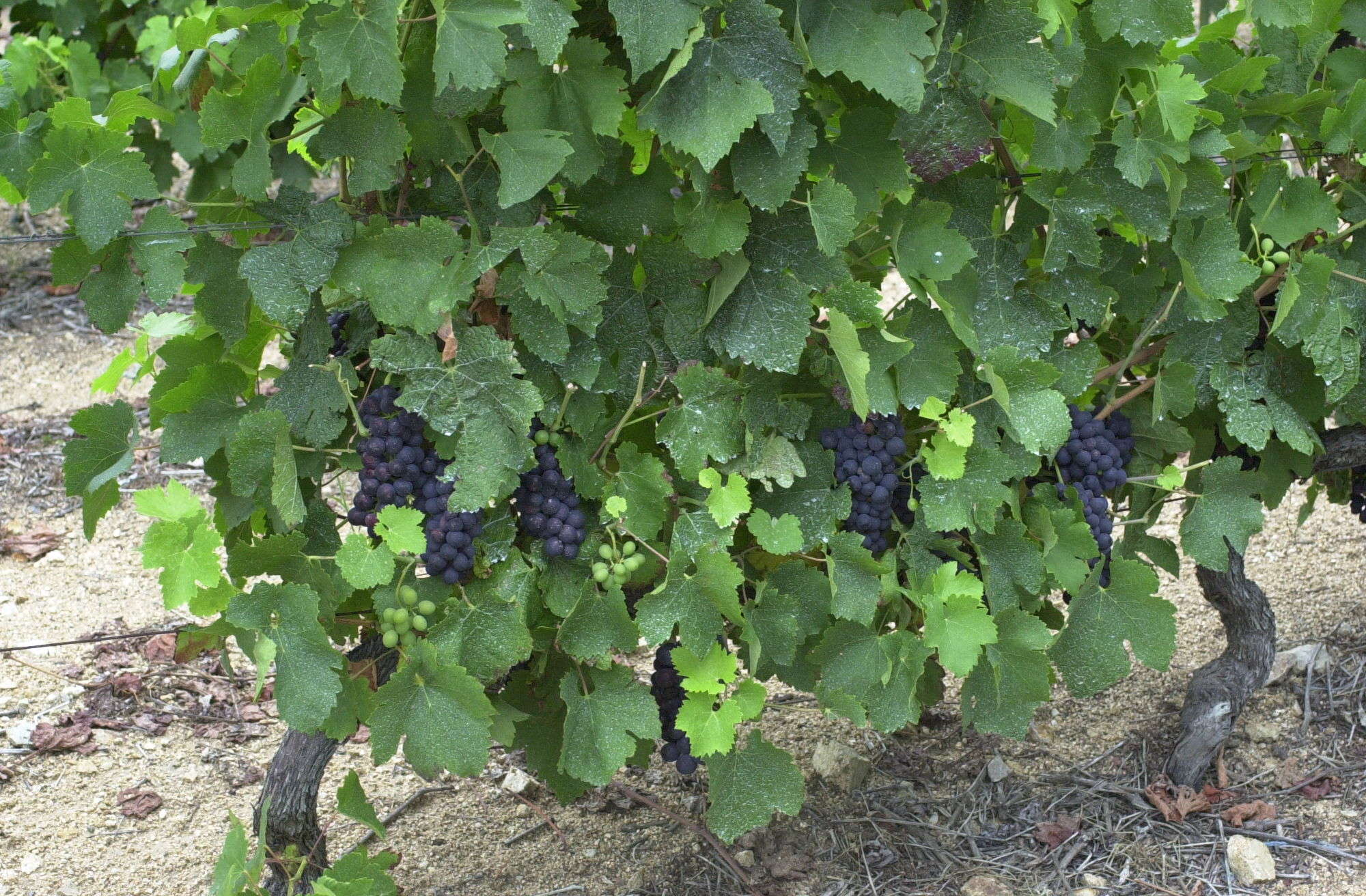 Vitis_vinifera