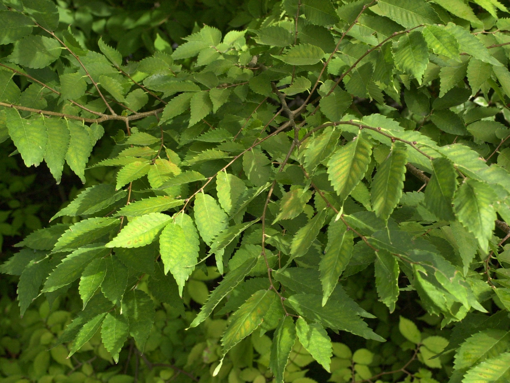 zelkova_serrata1md