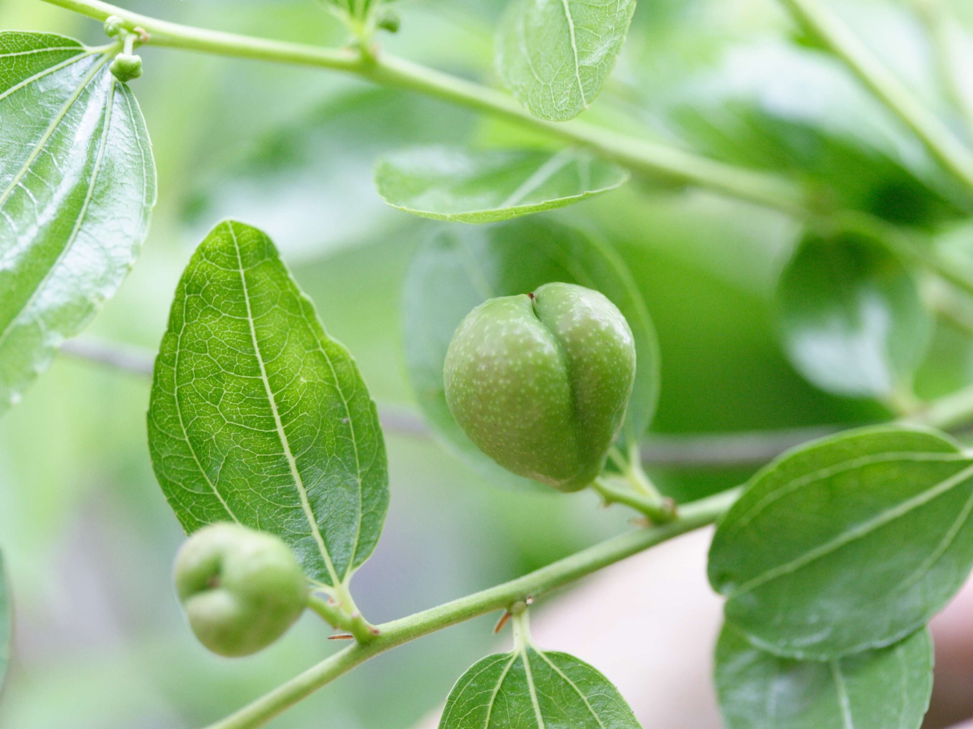 Afficher le média ziziphus_jujuba3md ziziphus_jujuba3md