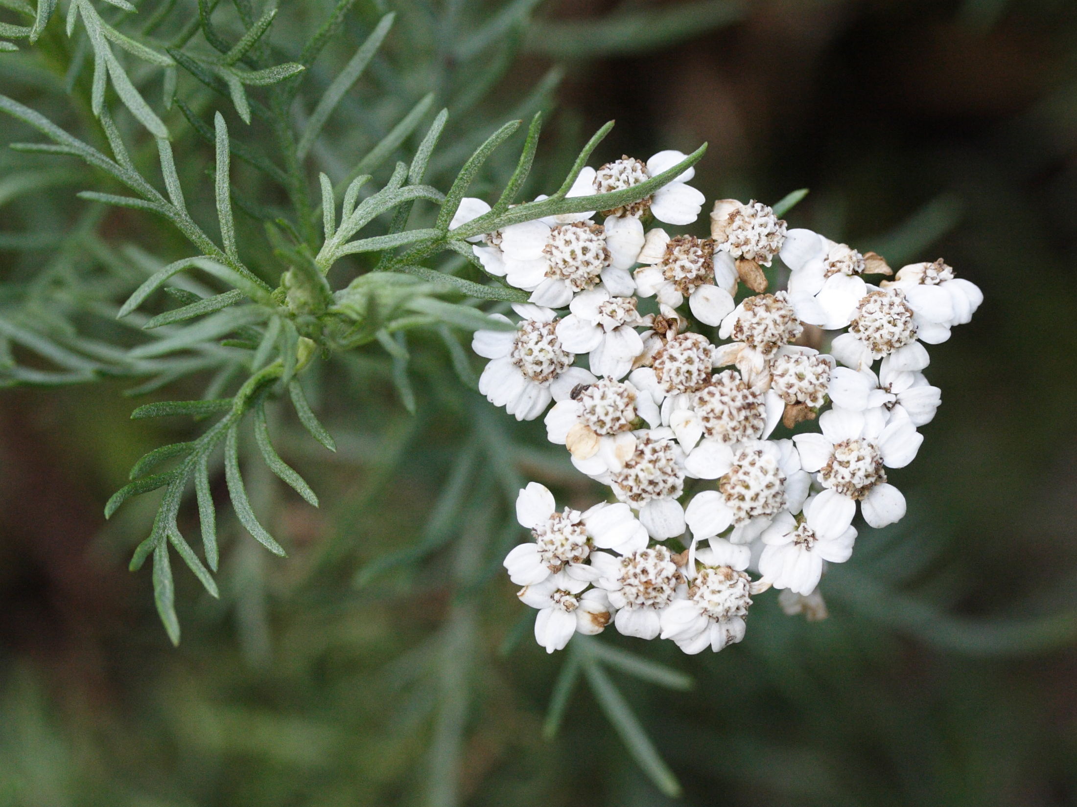 achillea_chamaemelifolia2md