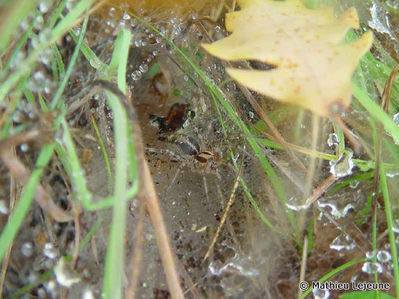 agelena_graciliens1ml