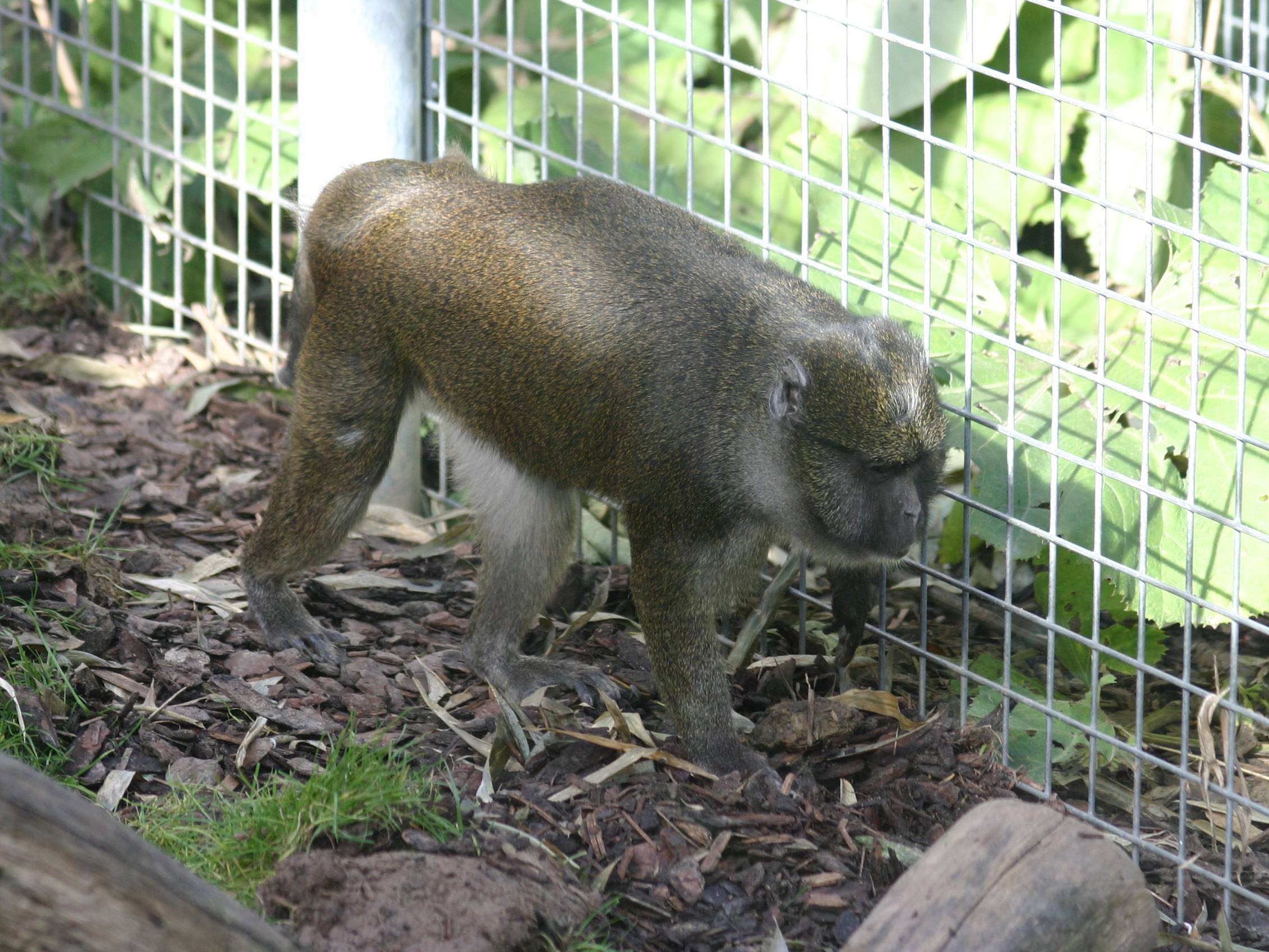 allenopithecus_nigroviridis4sd