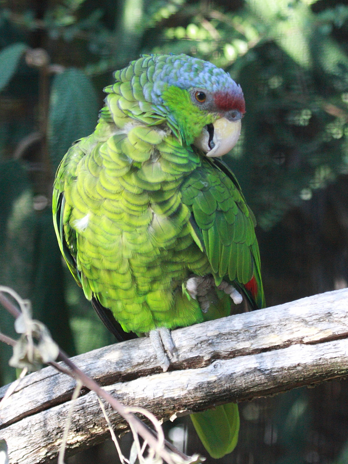 amazone_a_couronne_lilas_-_amazona_finschi1bd