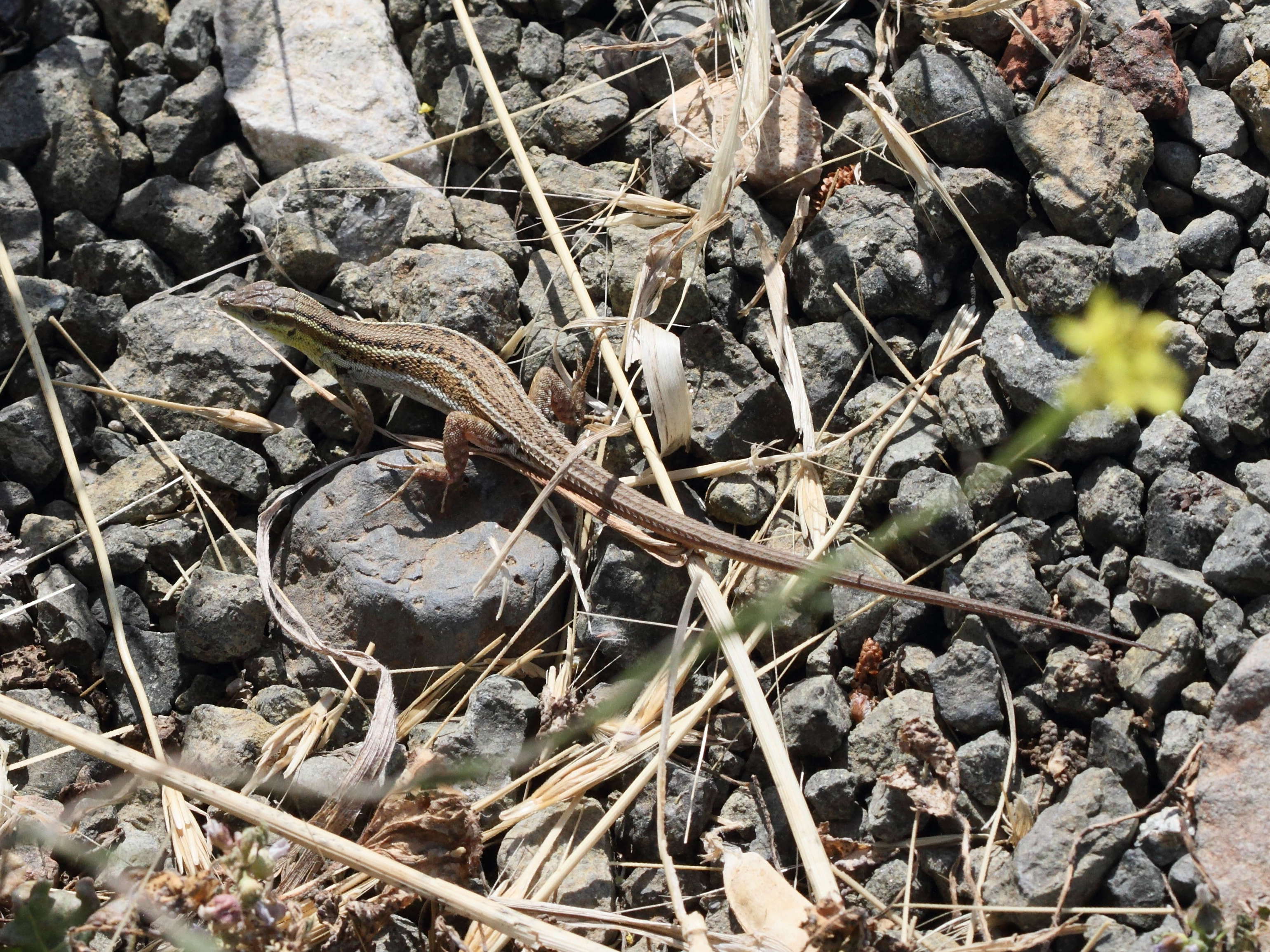 anatololacerta_anatolica1bd