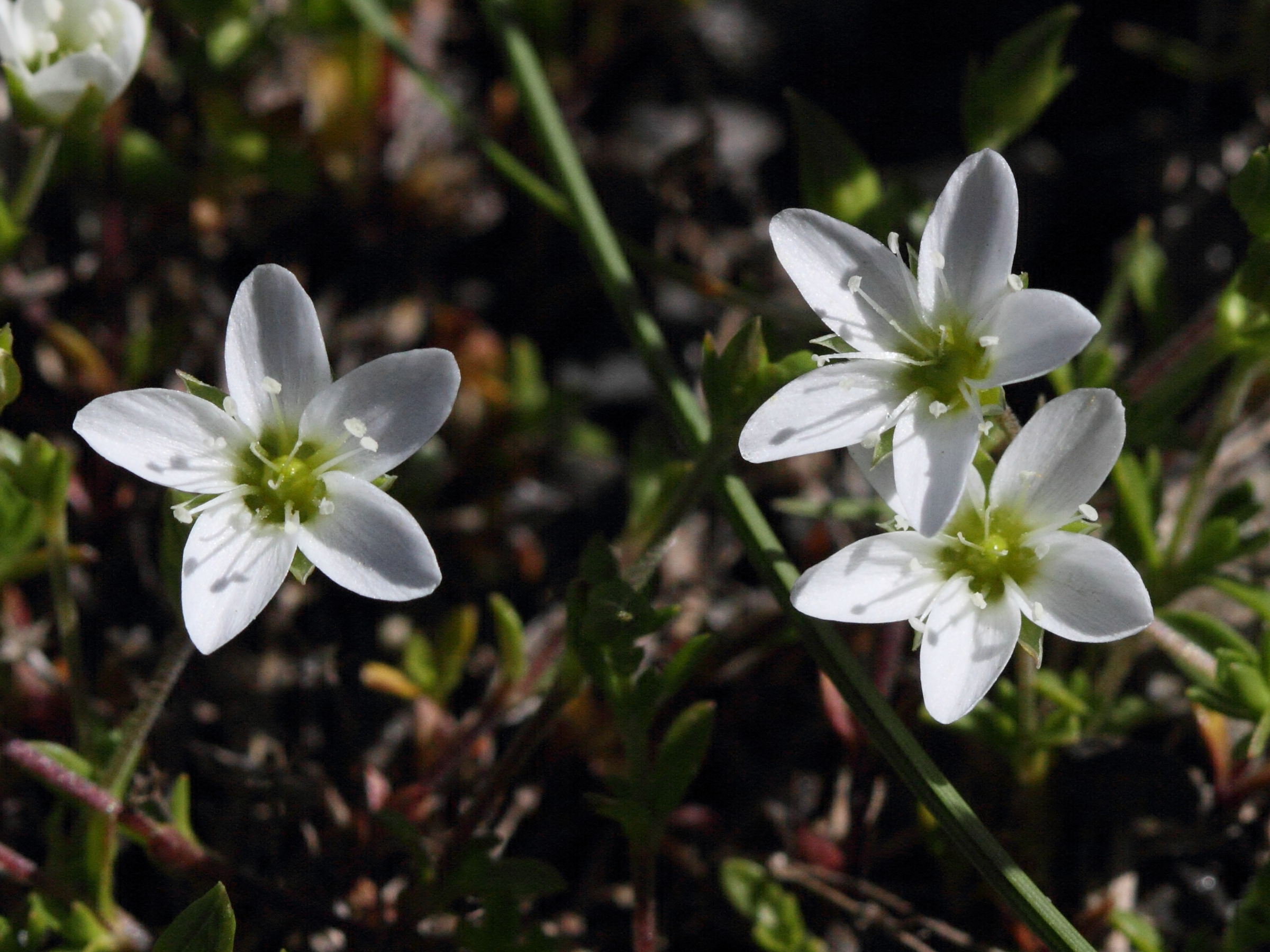 Afficher le média arenaria_multicaulis2bd arenaria_multicaulis2bd