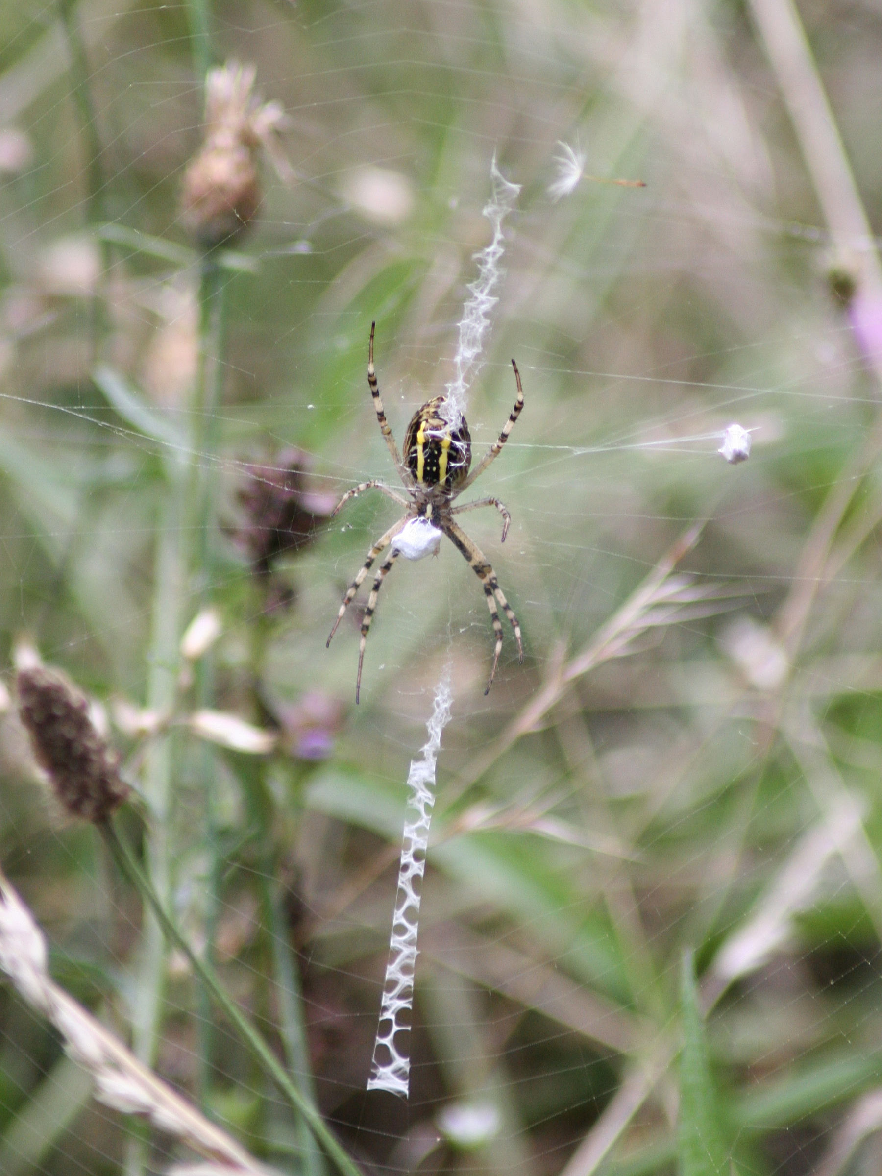 Afficher le média argiope_bruennichi6md argiope_bruennichi6md
