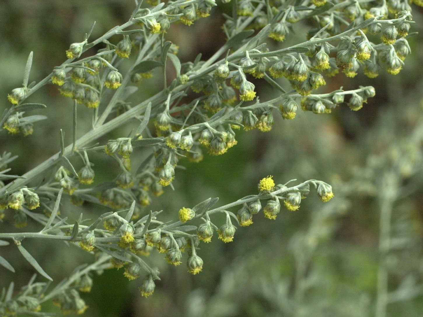 artemisia_absinthium2cmd