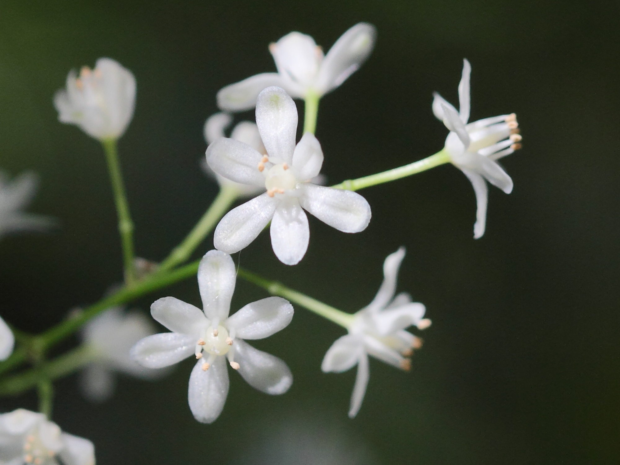 asparagus_falcatus2bd