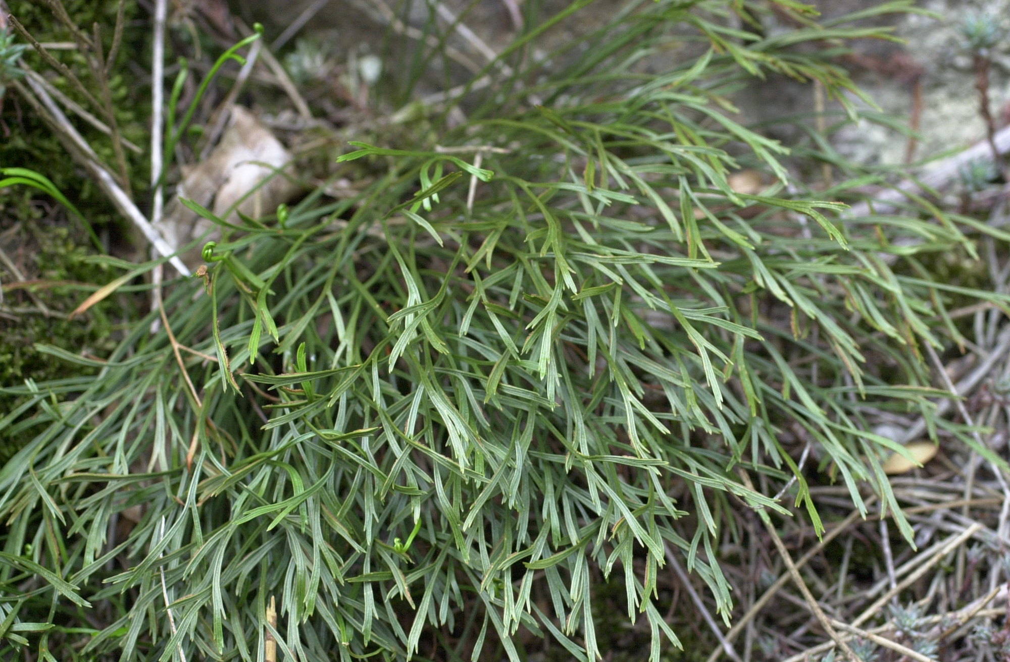 Afficher le média asplenium_septentrionale1md asplenium_septentrionale1md