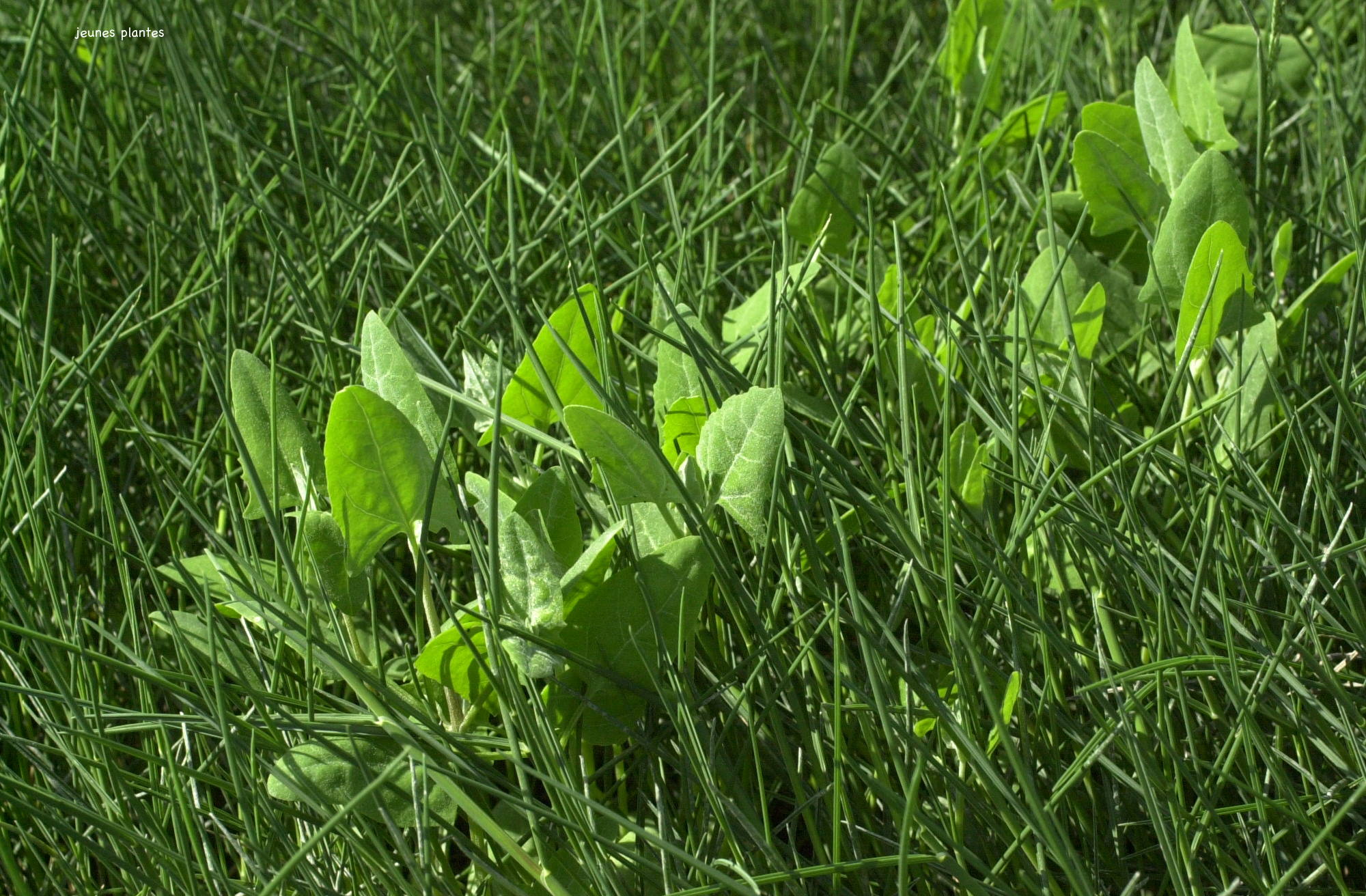 Afficher le média atriplex_prostrata_prostrata1md atriplex_prostrata_prostrata1md