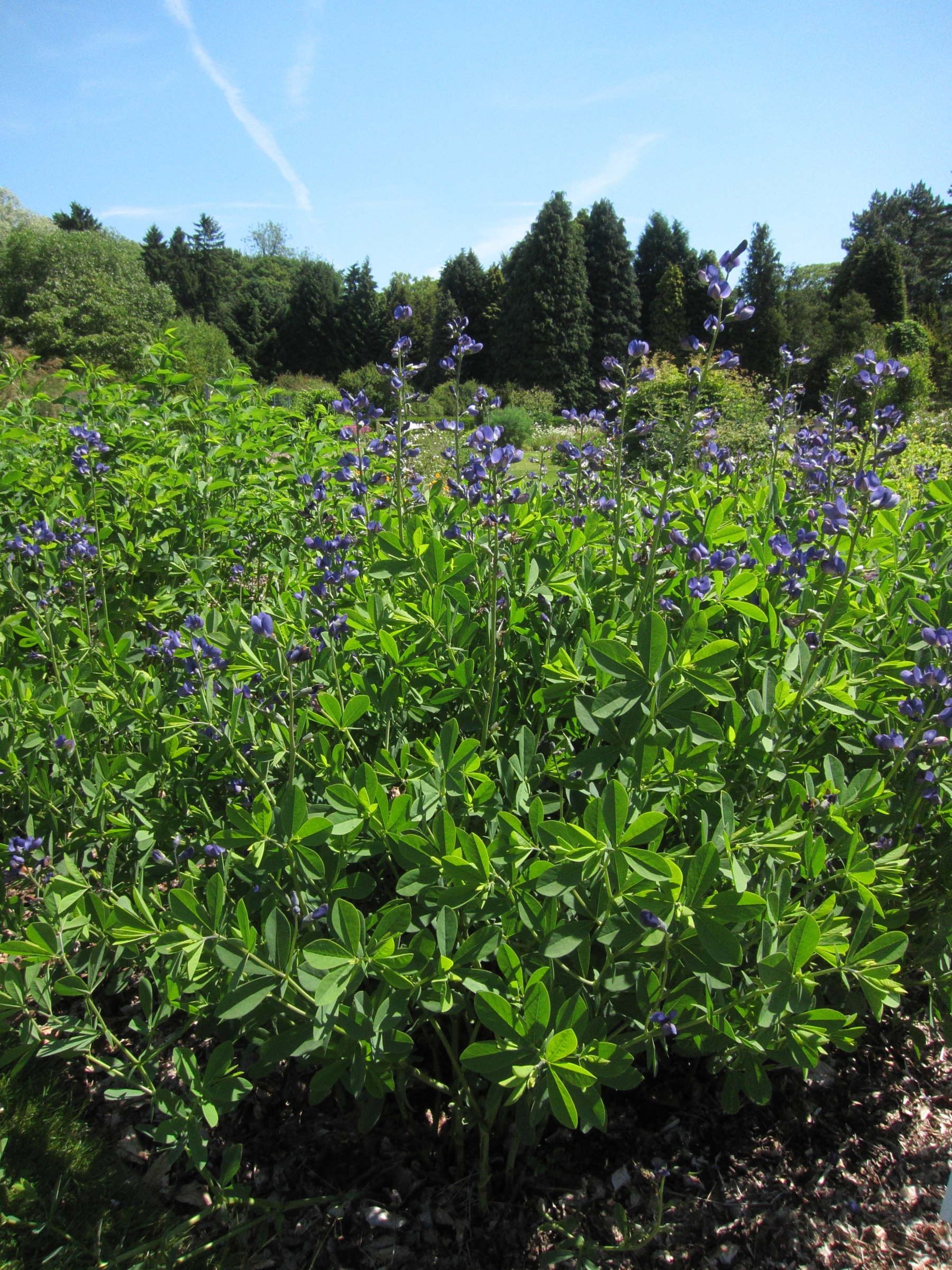 baptisia_australis1bd