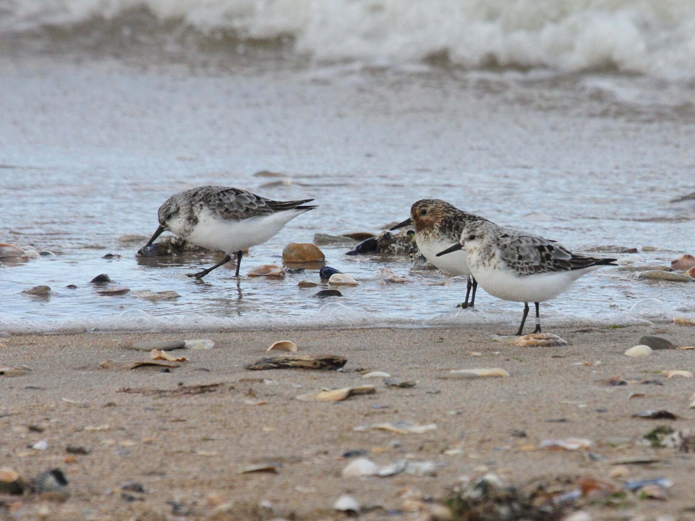 becasseau_sanderling_-_calidris_alba4bd
