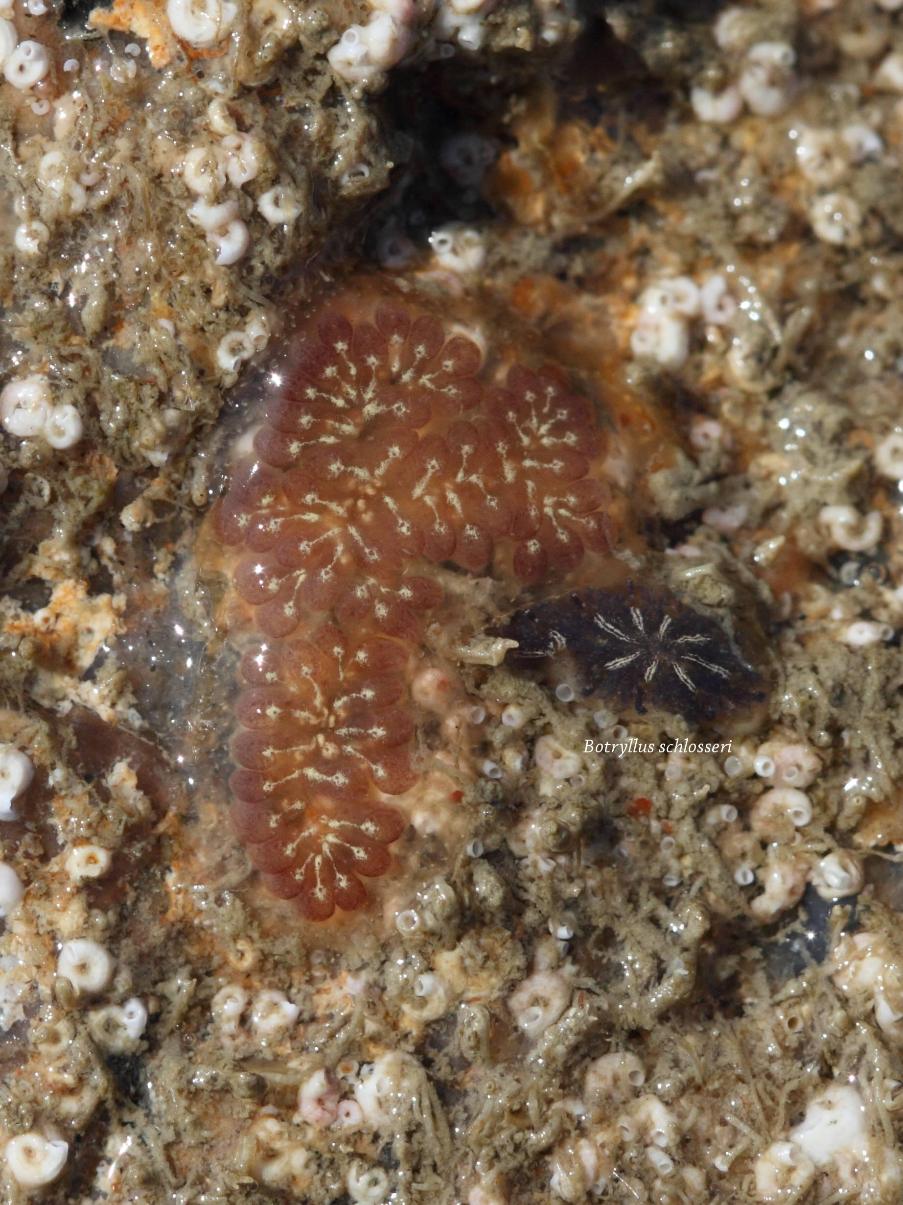 botrylloides_leachi5bd