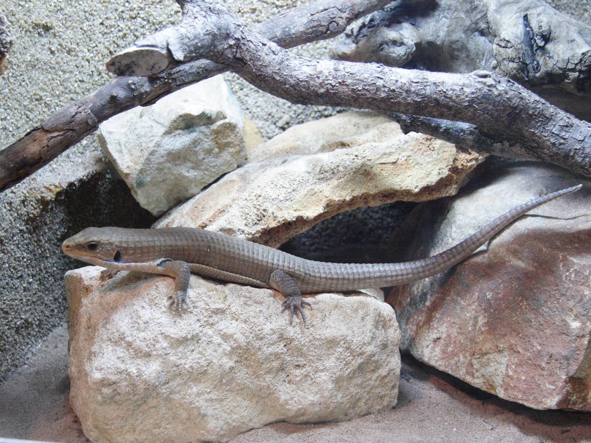 broadleysaurus_major1md