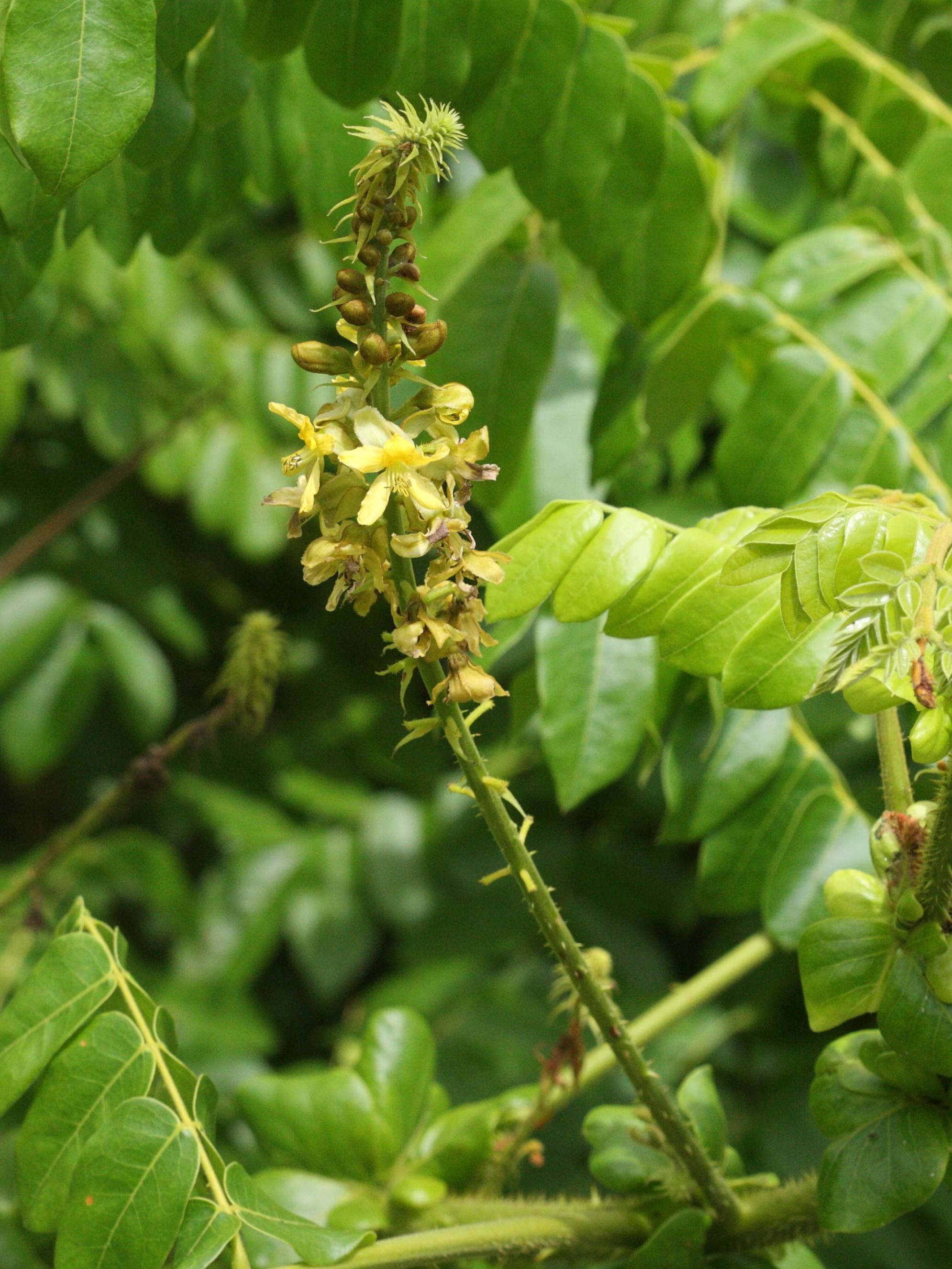 caesalpinia_bonduc4md