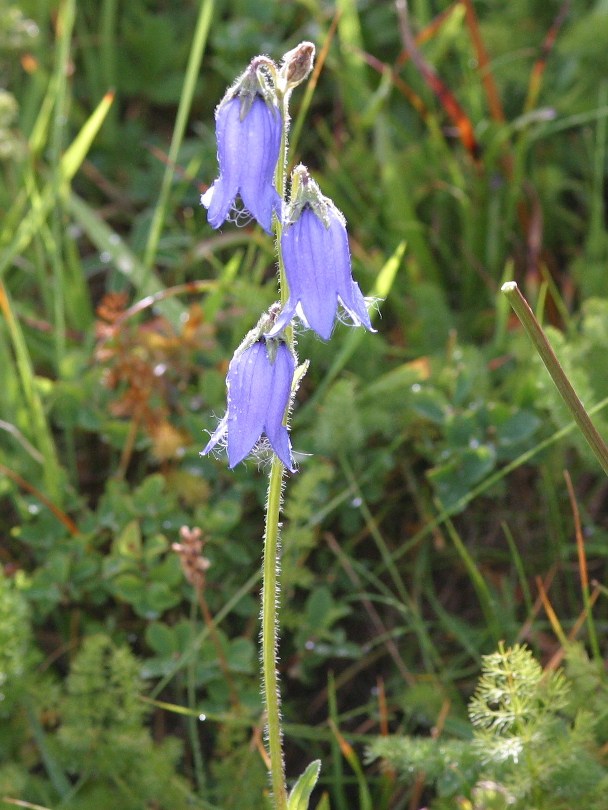 Afficher le média campanula_barbata2bd campanula_barbata2bd
