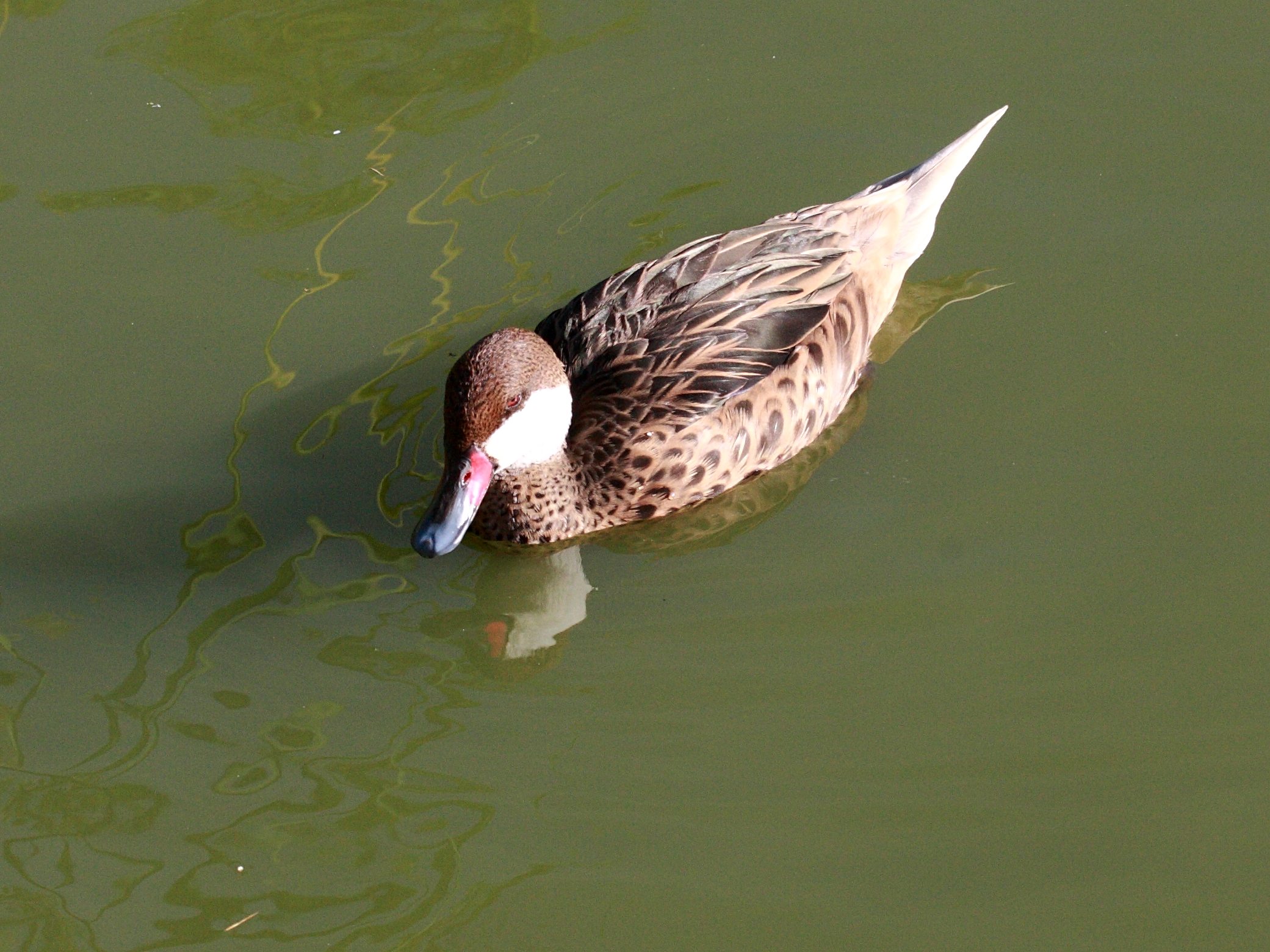 canard_des_bahamas_-_anas_bahamensis3bd