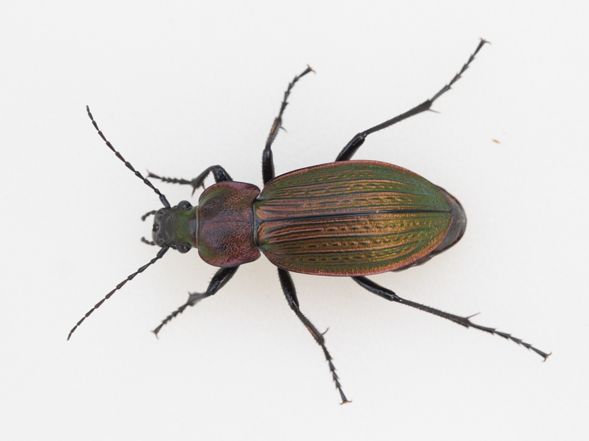 carabus_monilis2md